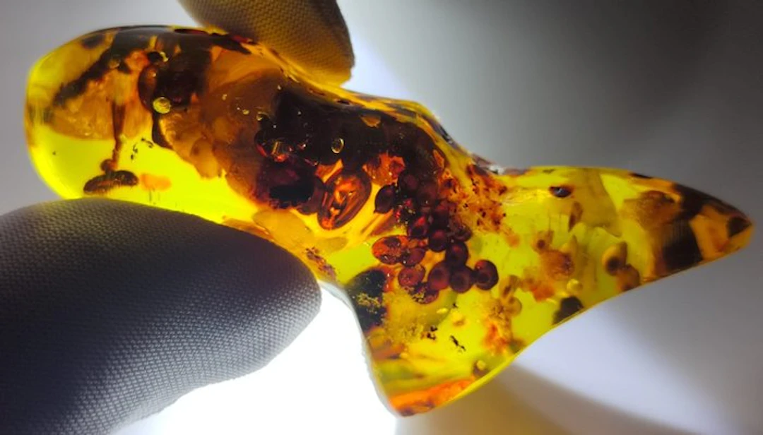 FOSSlL-AMAZING!! Dominican amber- 34 g