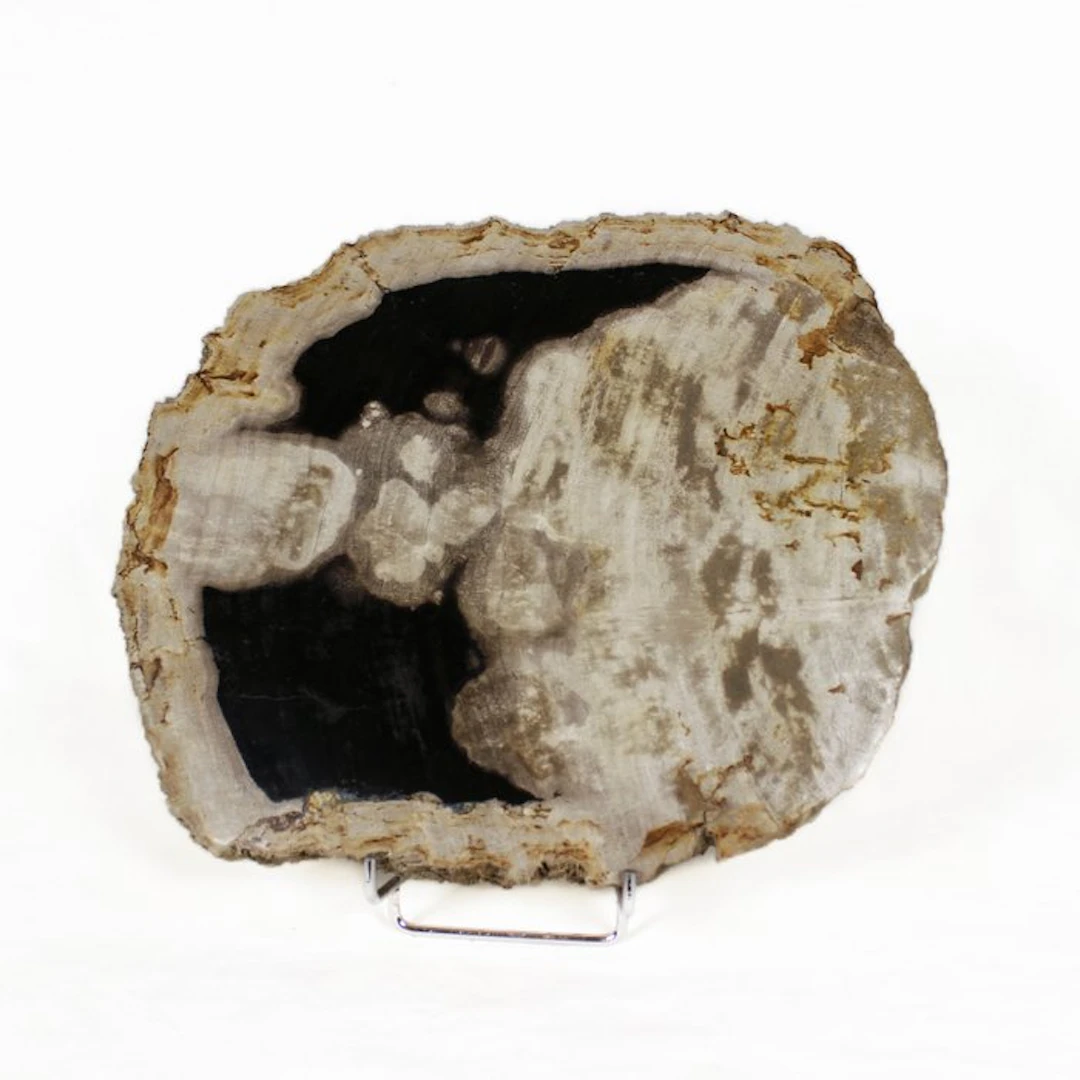 Petrified wood - Fossilised wood - Dipterocarpus - 29 cm...