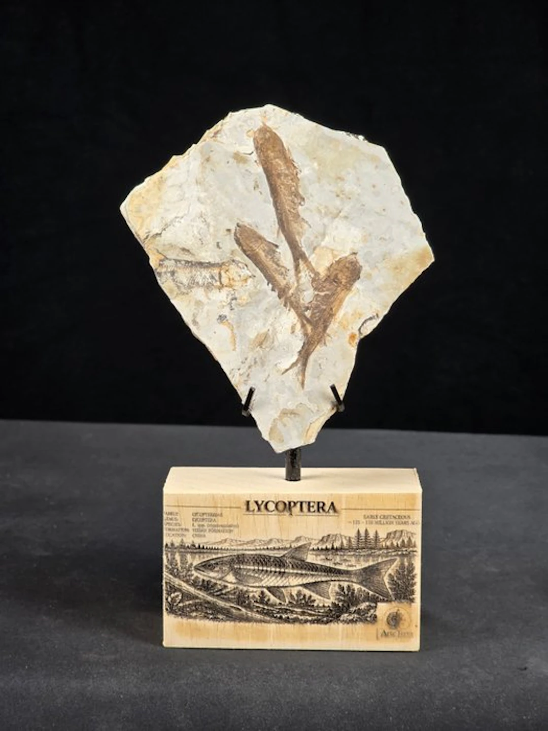 Fish - Fossilised animal - Fossil Fish Plate – Multiple Lycoptera sp