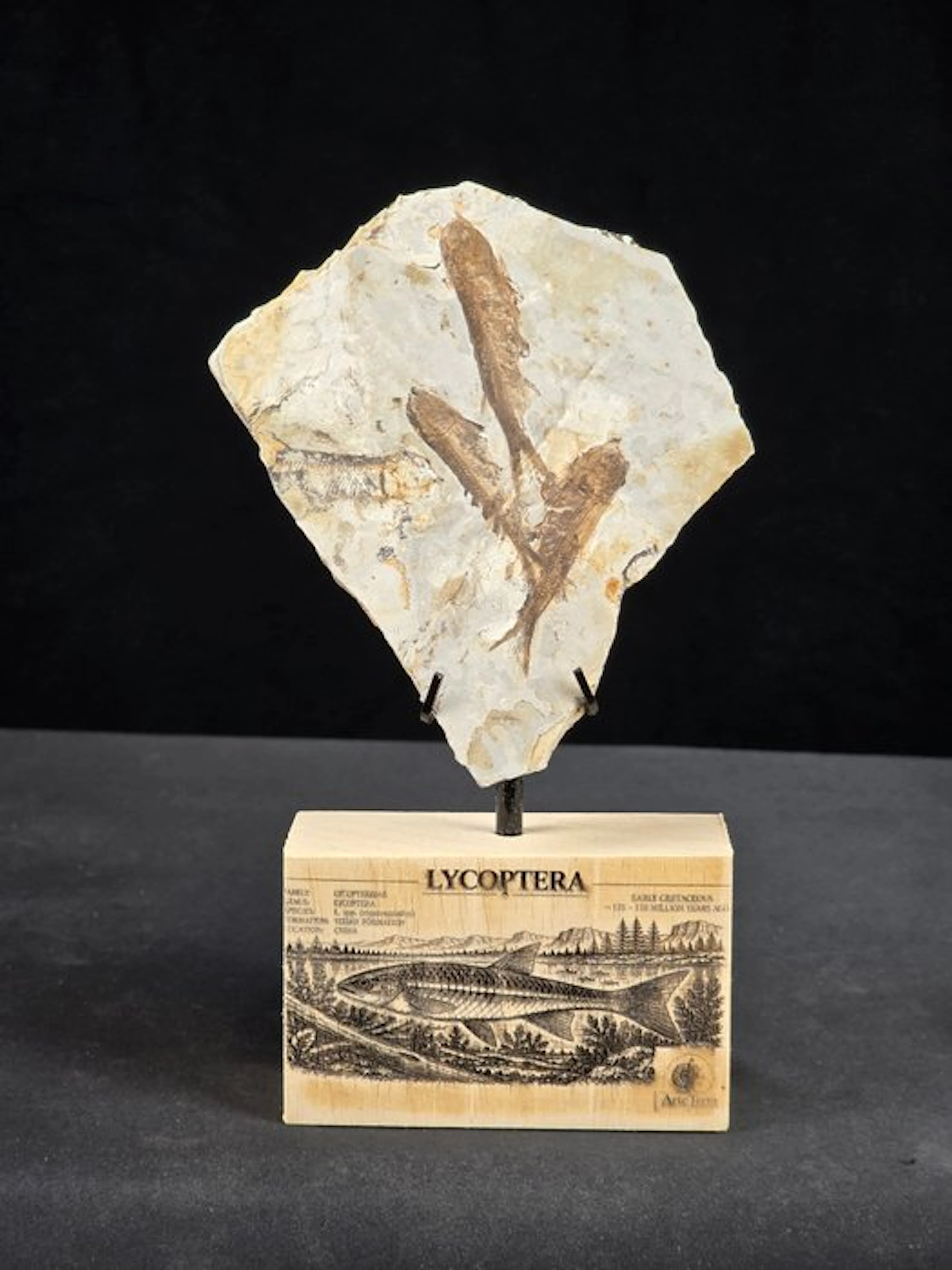 Fish - Fossilised animal - Fossil Fish Plate – Multiple Lycoptera sp