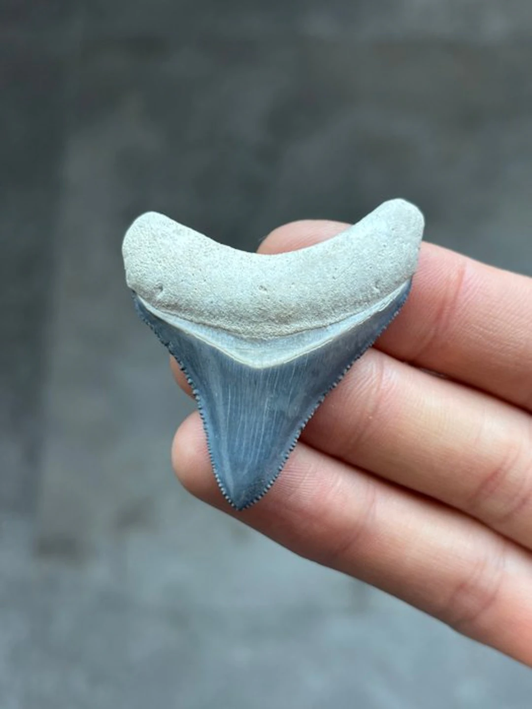 Megalodon - Fossil tooth - Otodus Megalodon - 5.37 cm