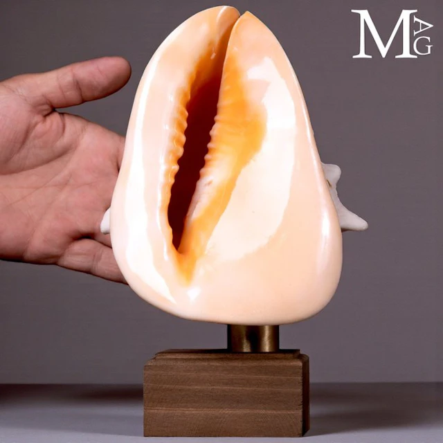 Cassis Cornuta Shell with Vivid Orange Aperture Natural...