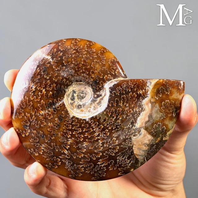 Polished Ammonite Fossil with Honey-Hued Aragonite...