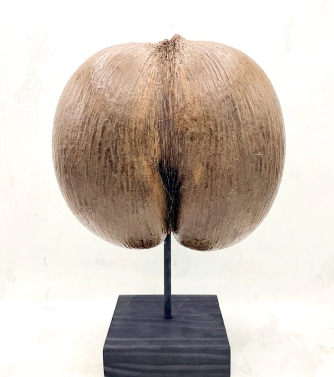 Coco de Mer or Sea Coconut Taxidermy full body mount...