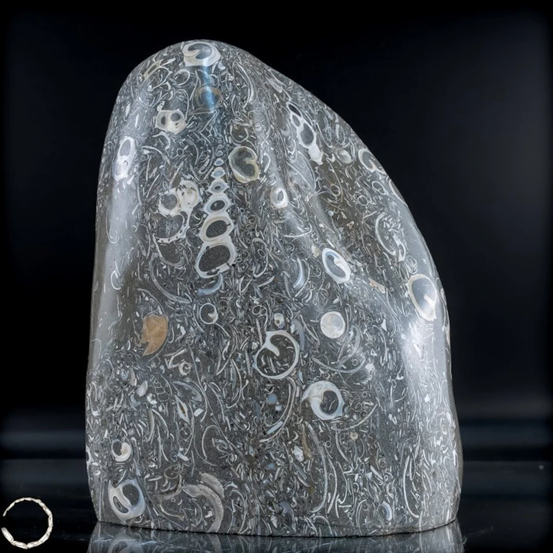 Natural freeform from Turritella agate / fossil snail...