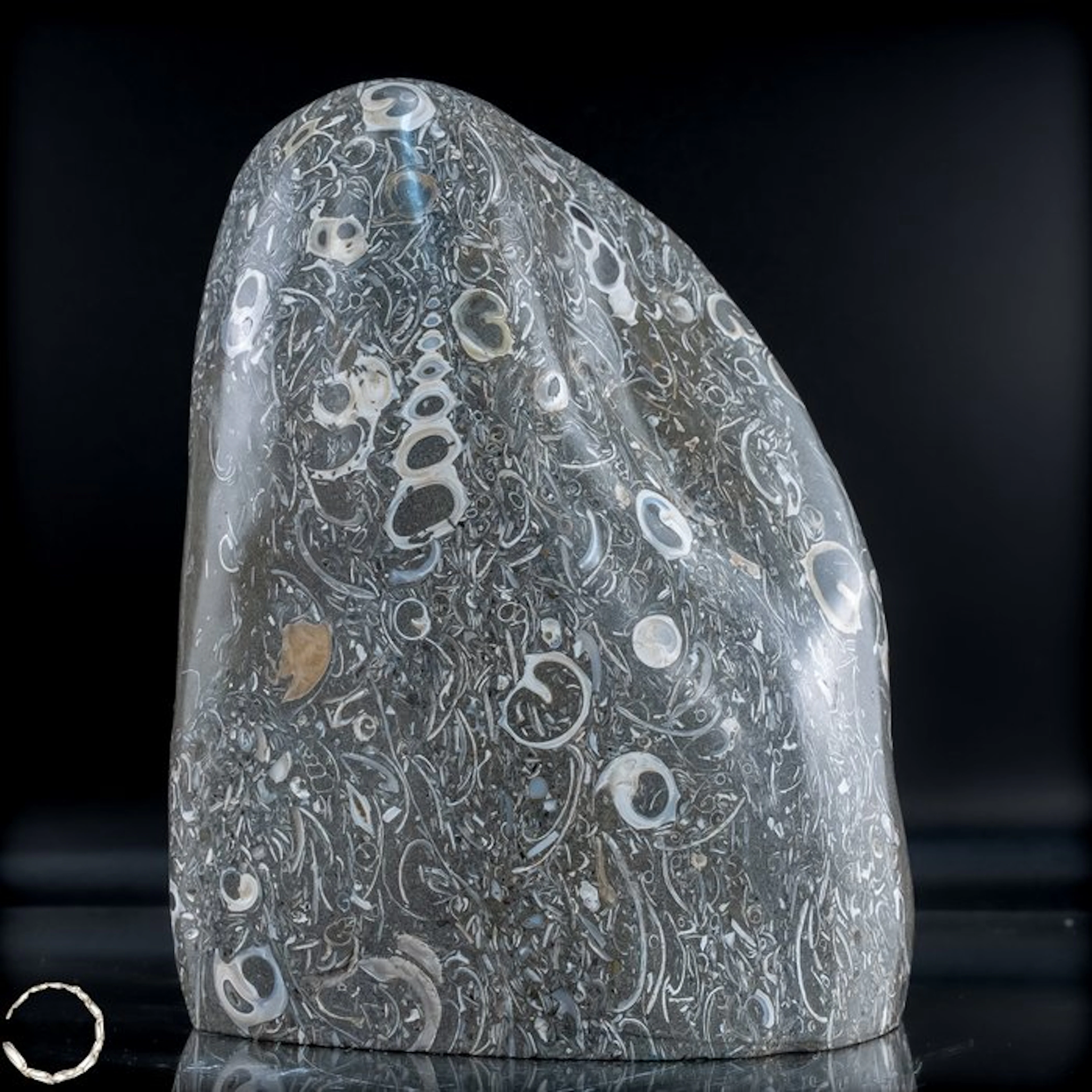 Natural freeform from Turritella agate / fossil snail...