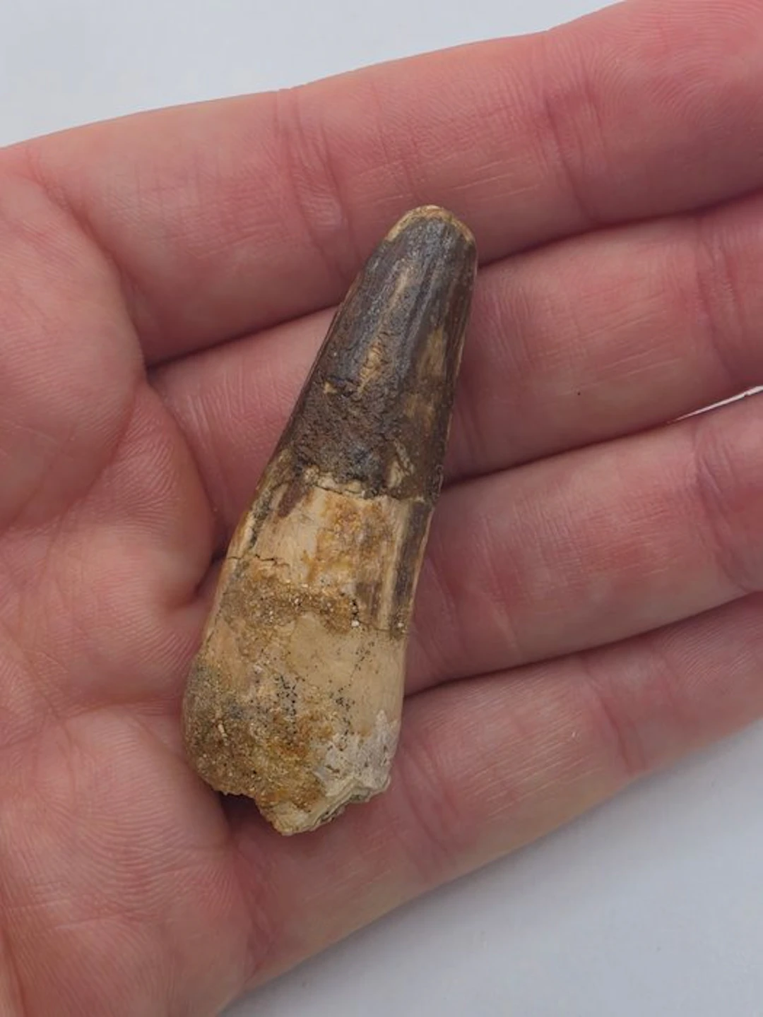 Spinosaur - Fossil tooth - Spinosaur Aegyptiacus - 5 cm (No reserve price)