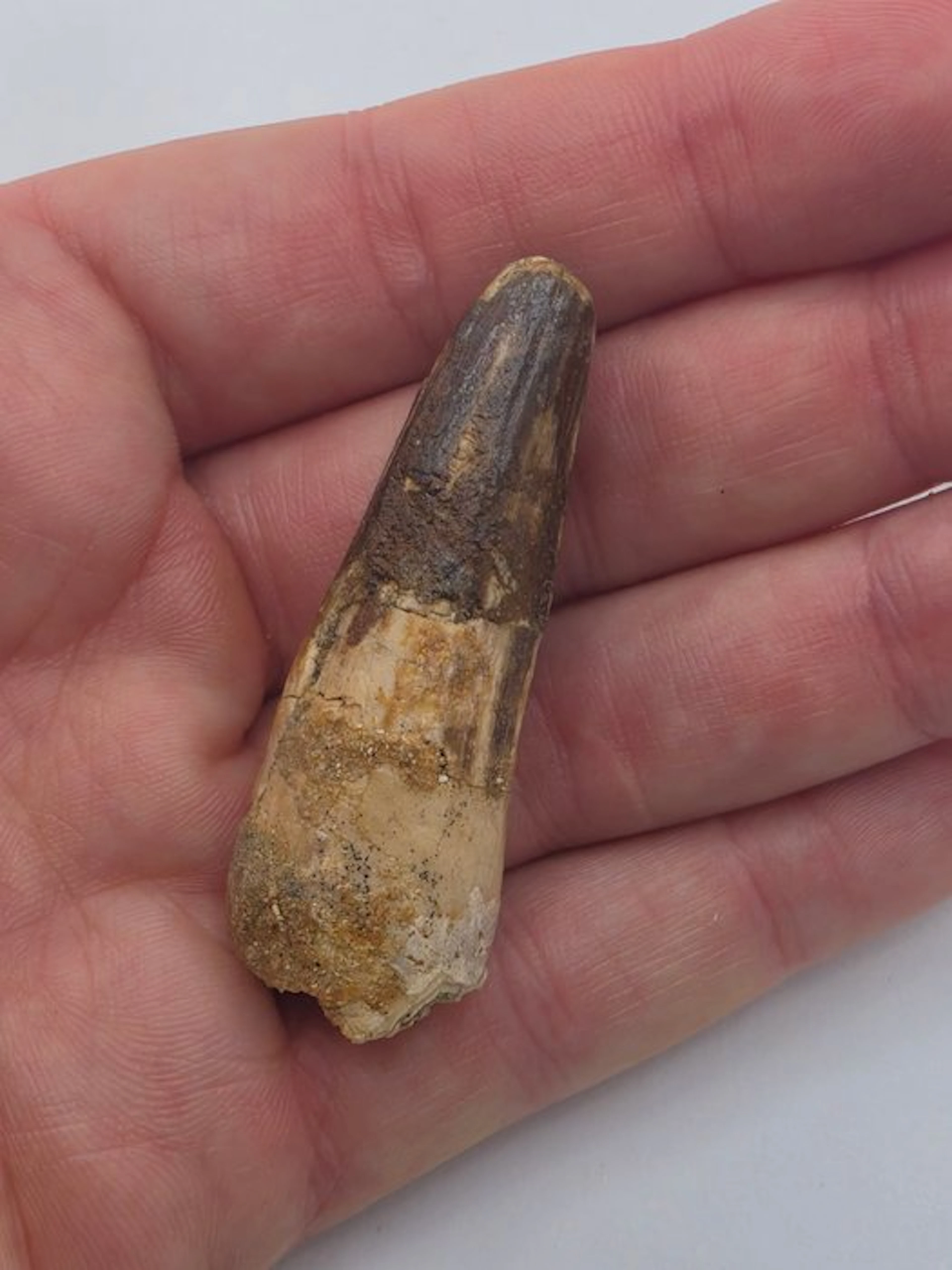 Spinosaur - Fossil tooth - Spinosaur Aegyptiacus - 5 cm (No reserve price)