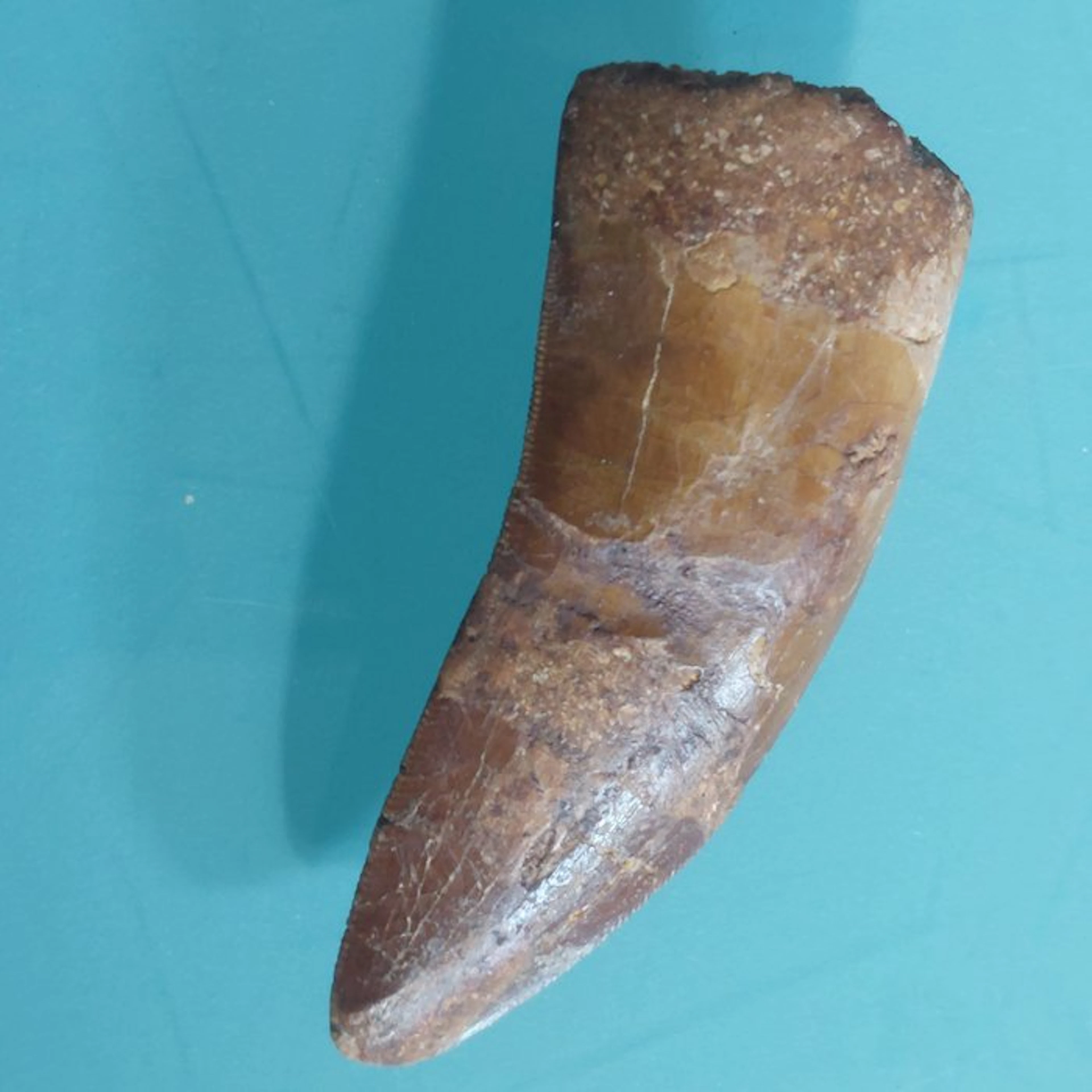 Dinosaur - Fossil tooth - Carcharodontosaurus sp. - 68 mm - 28 mm