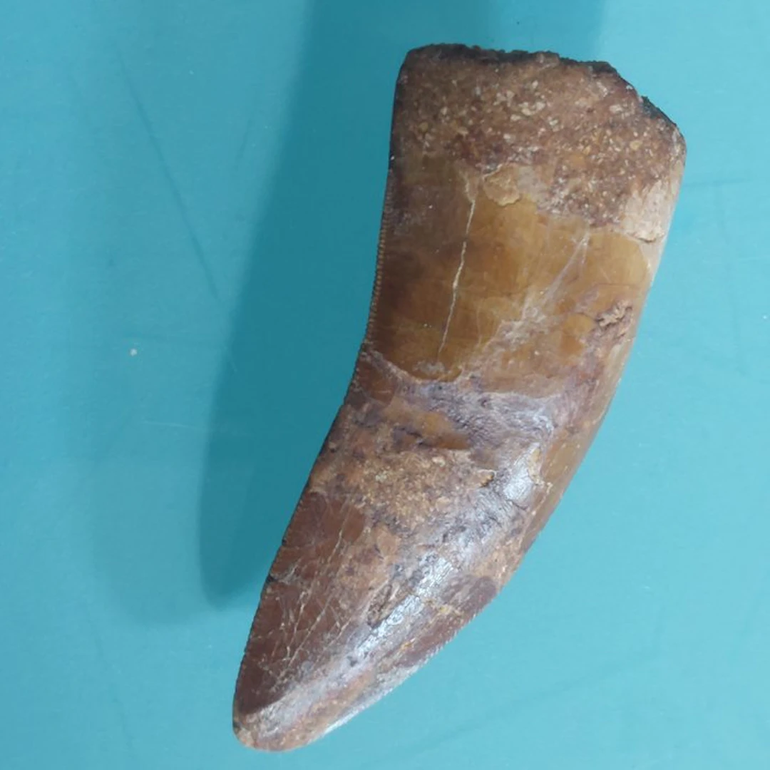 Dinosaur - Fossil tooth - Carcharodontosaurus sp. - 68 mm - 28 mm