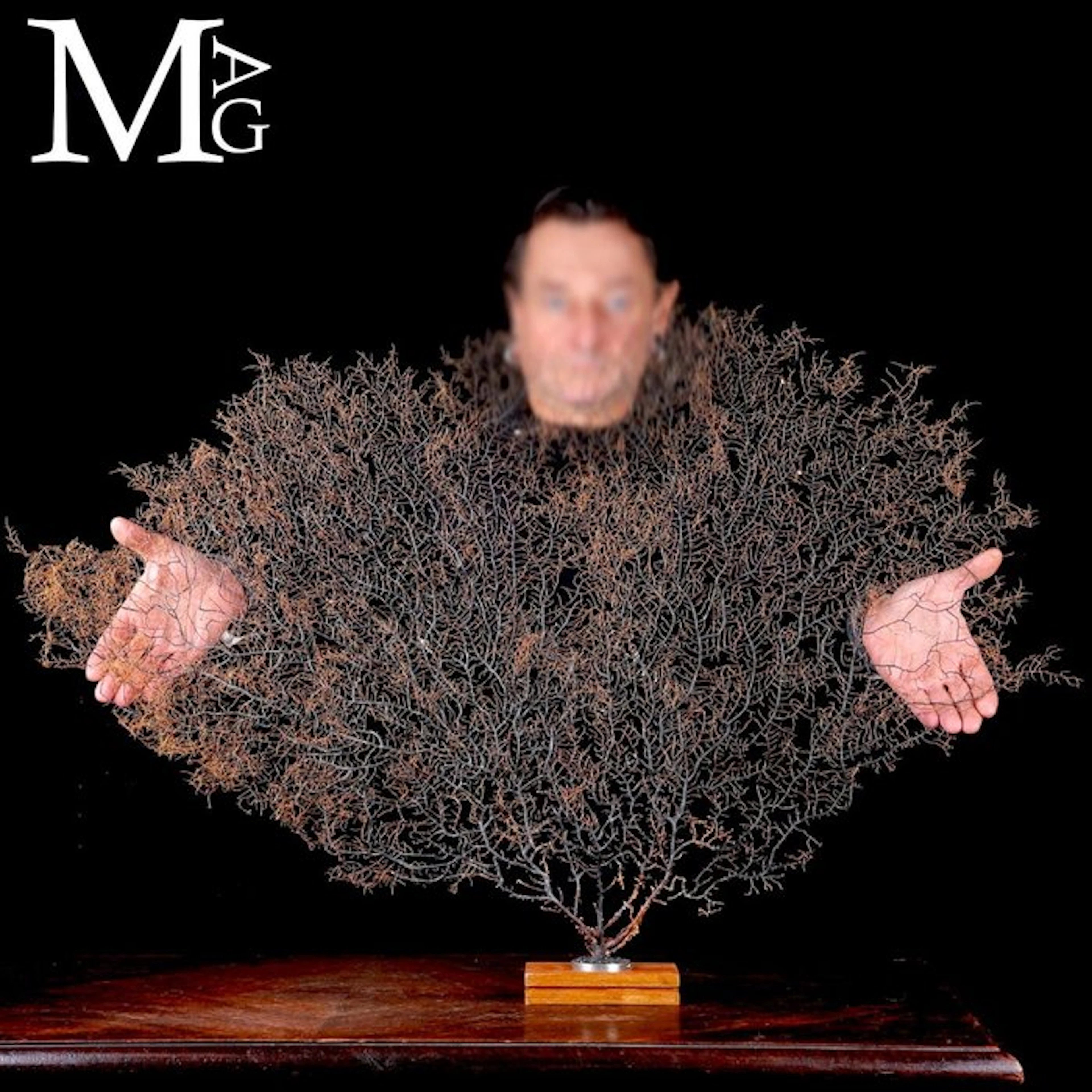 Natural Black Gorgonian Sea Fan - Alcyonacea - Artisanal...