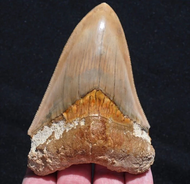 Megalodon - Fossil tooth - Carcharodon megalodon - 11.3 cm - 7.5 cm