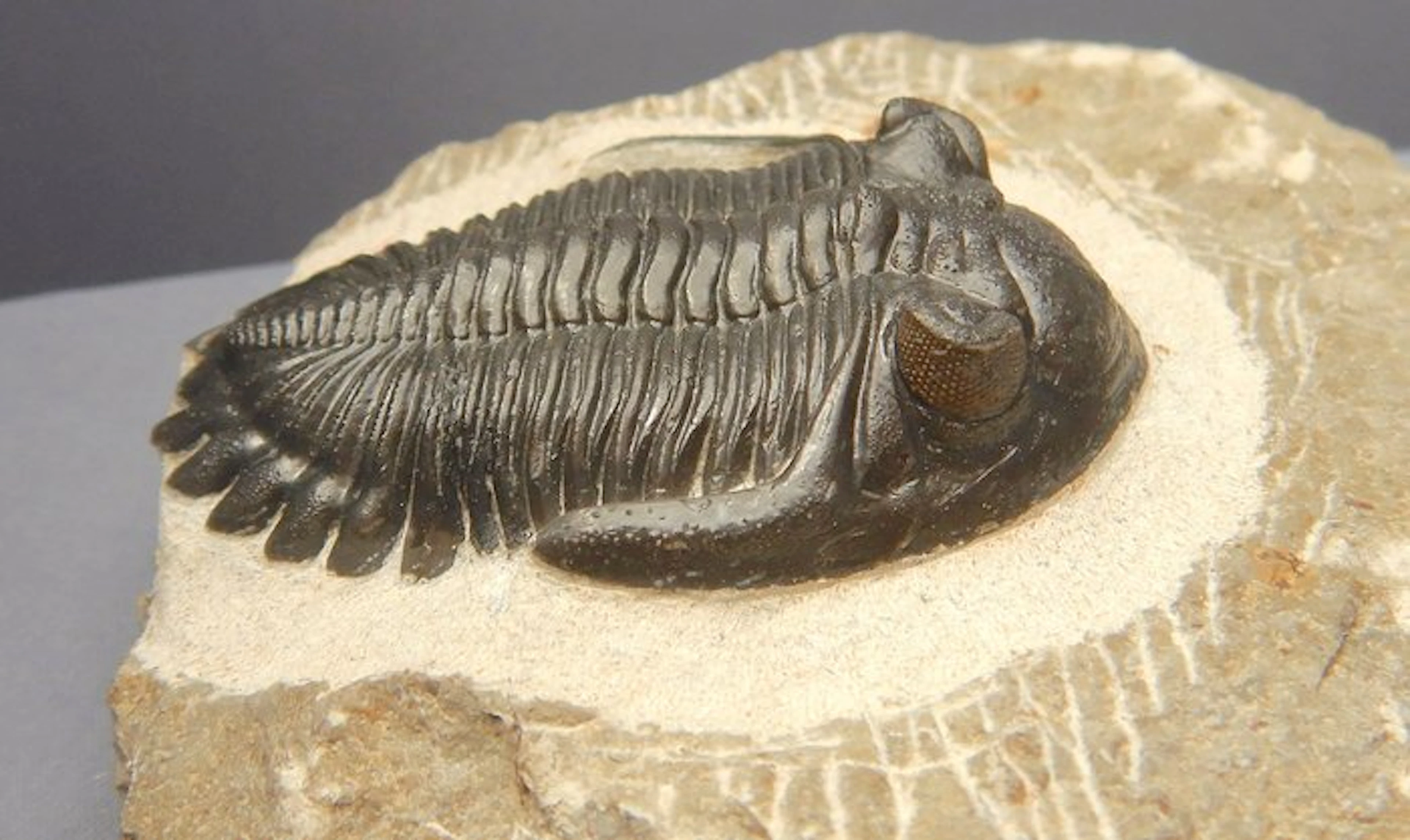 Trilobite - Fossil skeleton - Hollardops mesocristata - 6 cm
