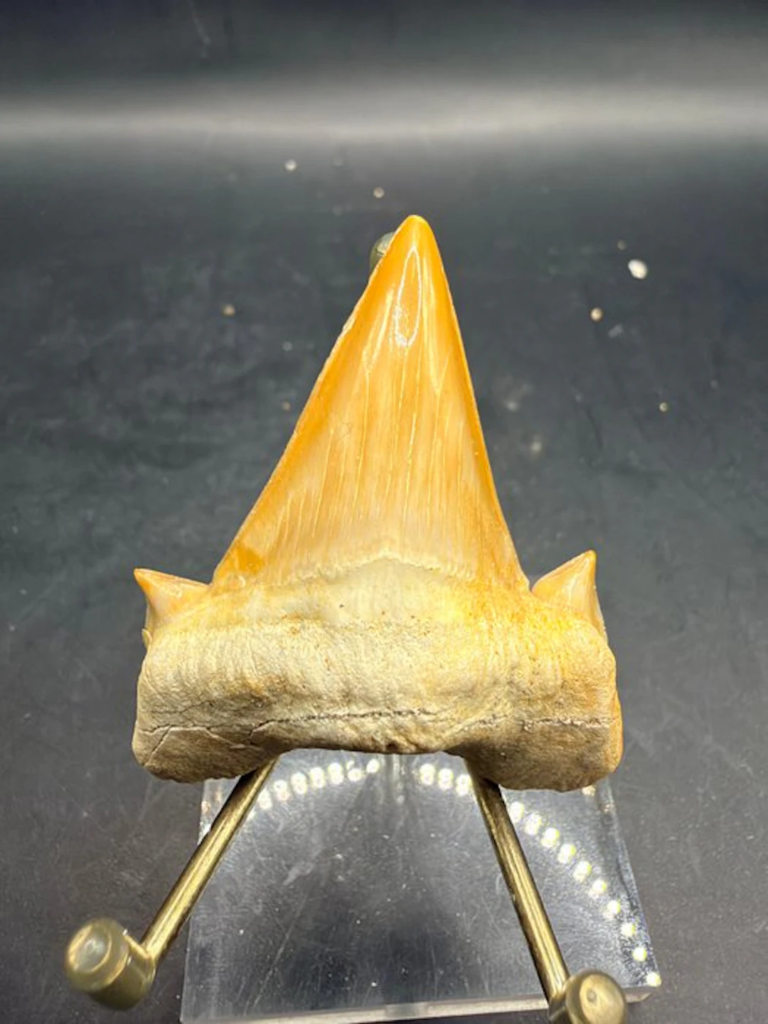 Shark - Fossil tooth - Otodus obliquus - 5.8 cm (No reserve price)