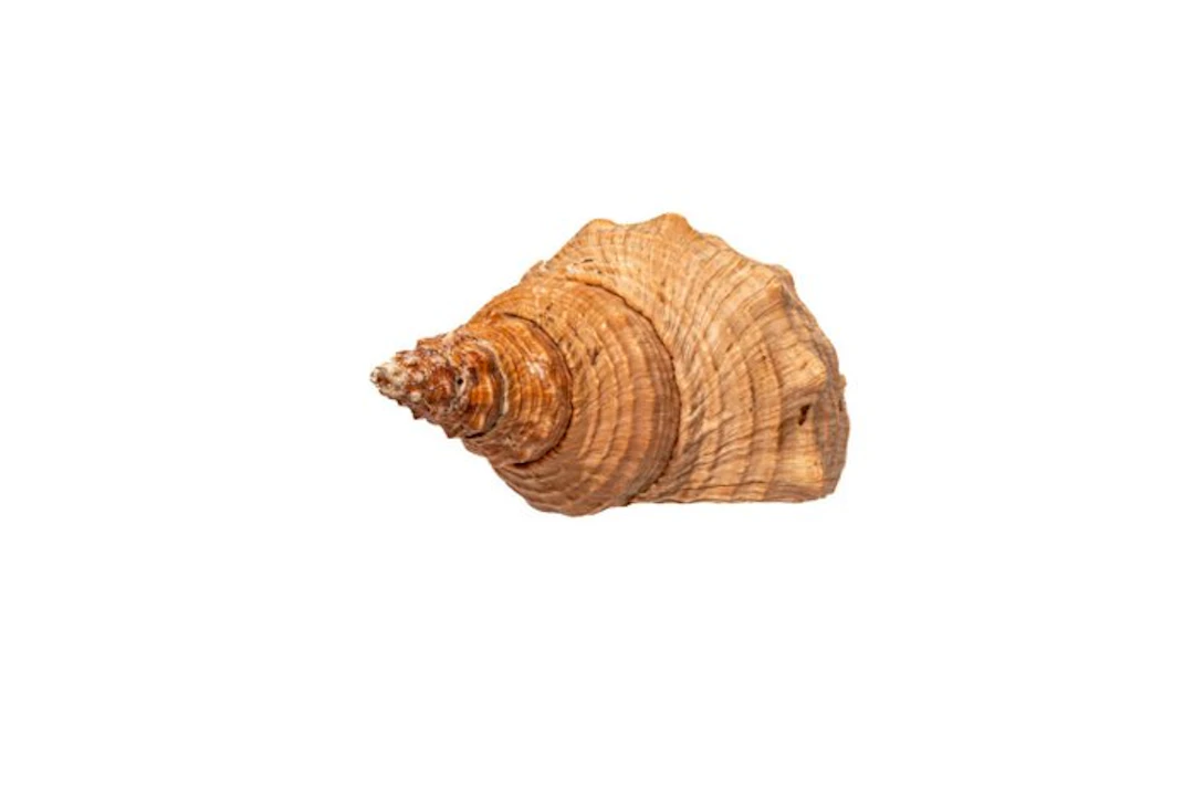 Pleuroploca trapezium | Trapez-Fasziolaria / Horse Conch...