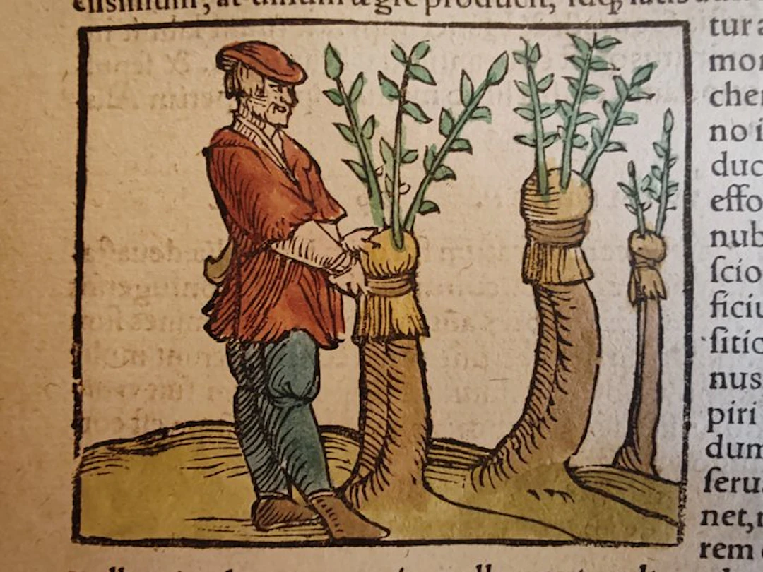 Sebastian Münster (1489–1552) - Cosmographia Universalis...