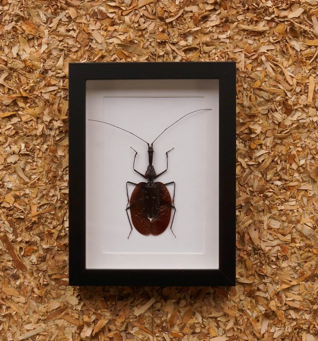 Violin beetle Taxidermy full body mount - Mormolyze...