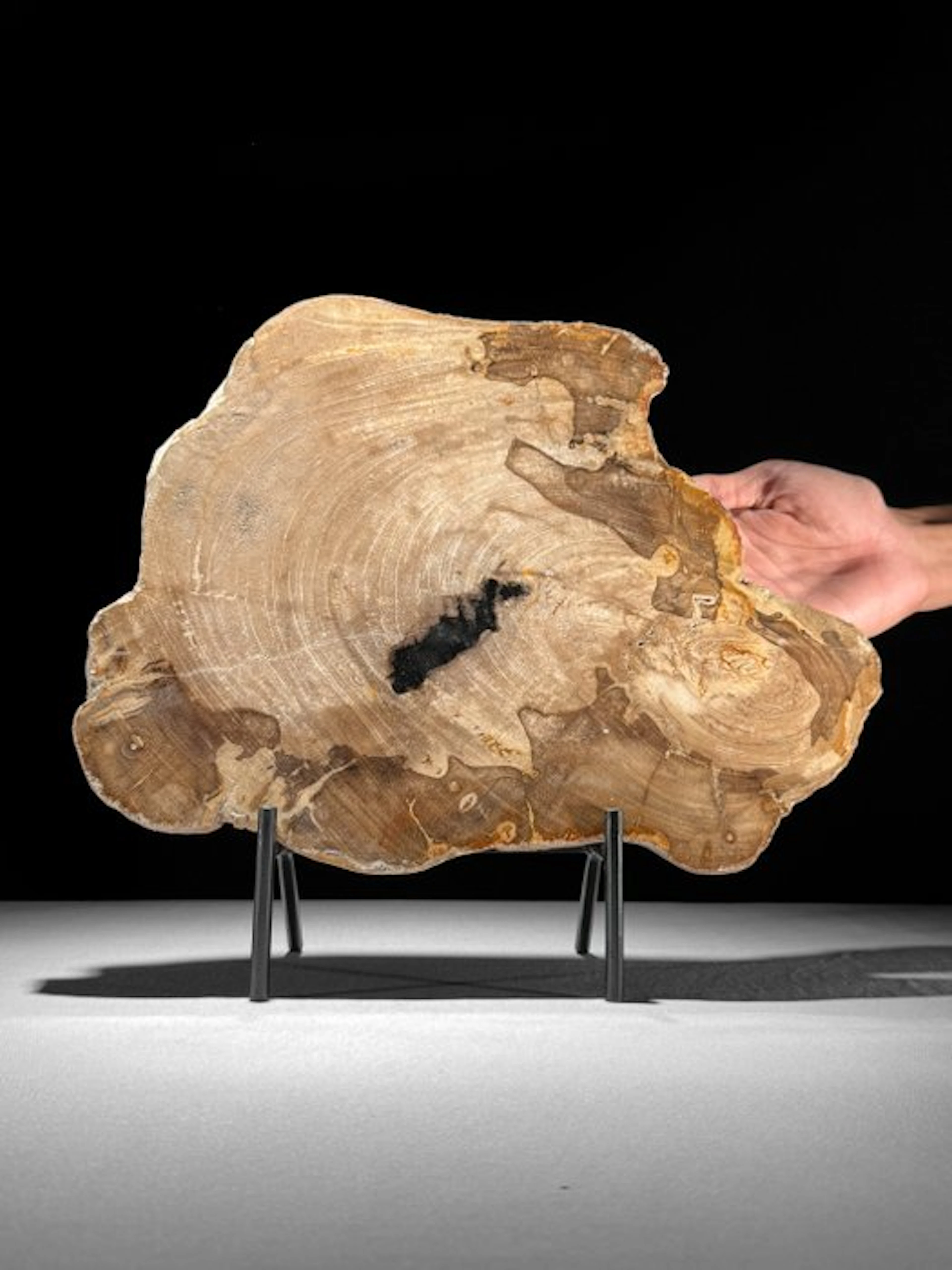 Stunning Slice of Petrified Wood on a custom stand...
