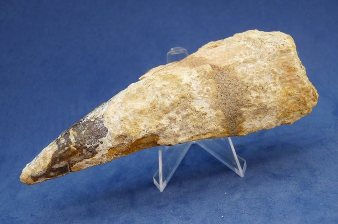 Late Cretaceous Period Fossilized Dinosaur Tooth – Spinosaurus - 122 mm