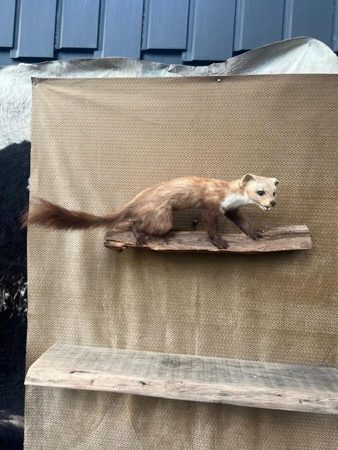 Stone marten Taxidermy full body mount - Martes Foina...