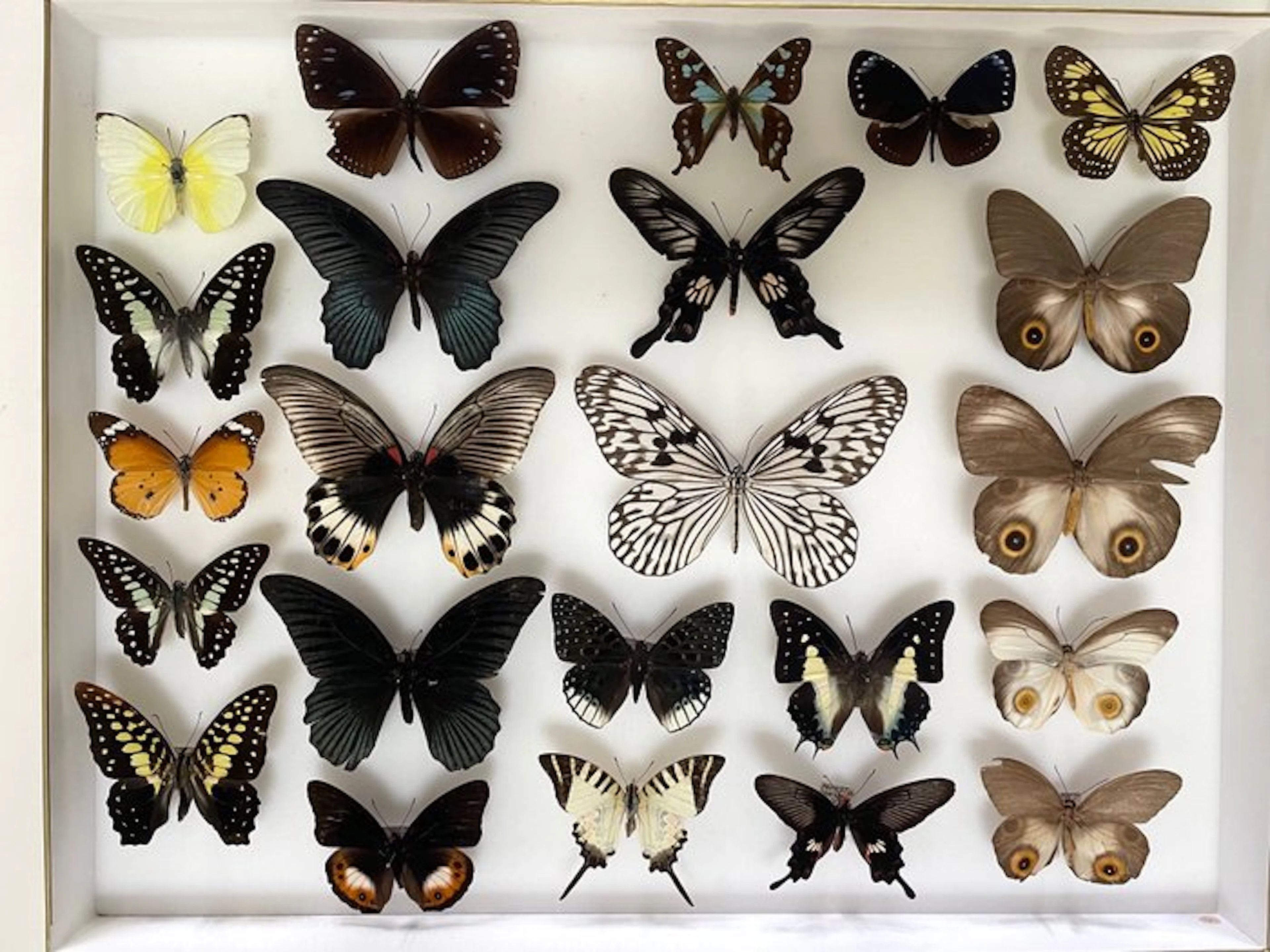 Asian diurnal butterflies Taxidermy full body mount - Tenaris