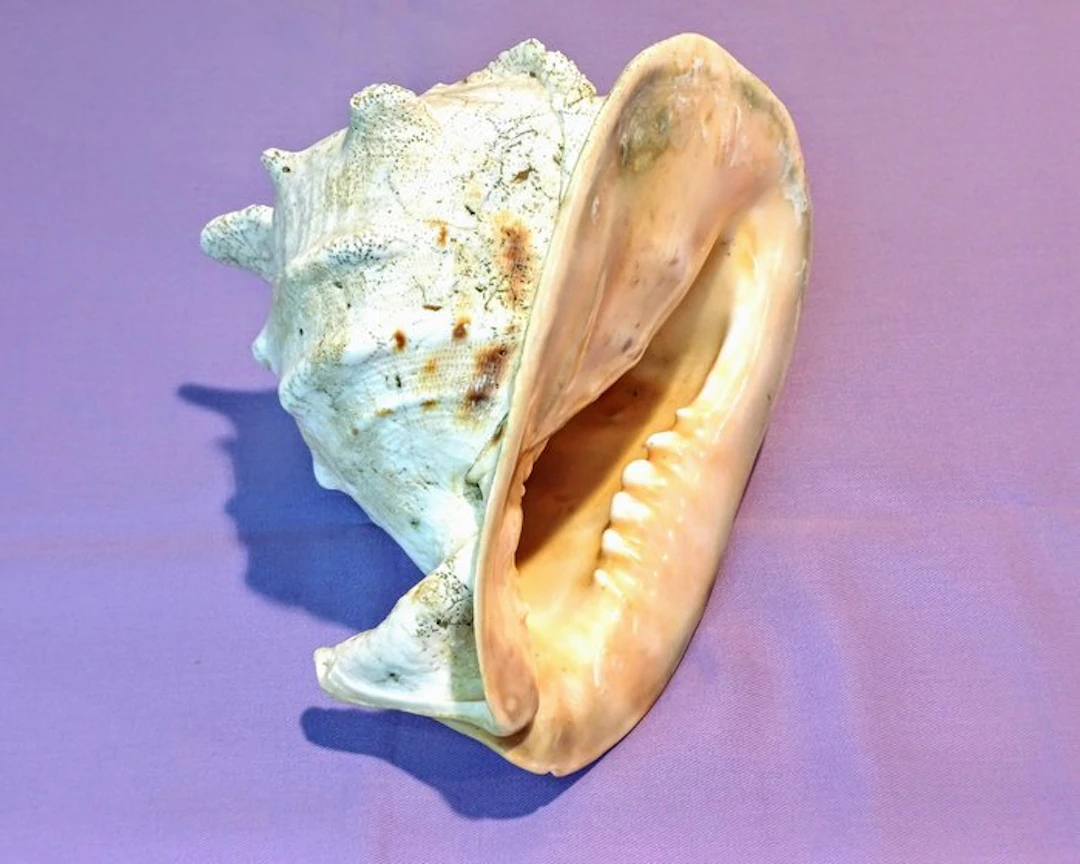 Crustacea - Fossilised shell - Cassis Cornuta - 17 cm - 23 cm (No
