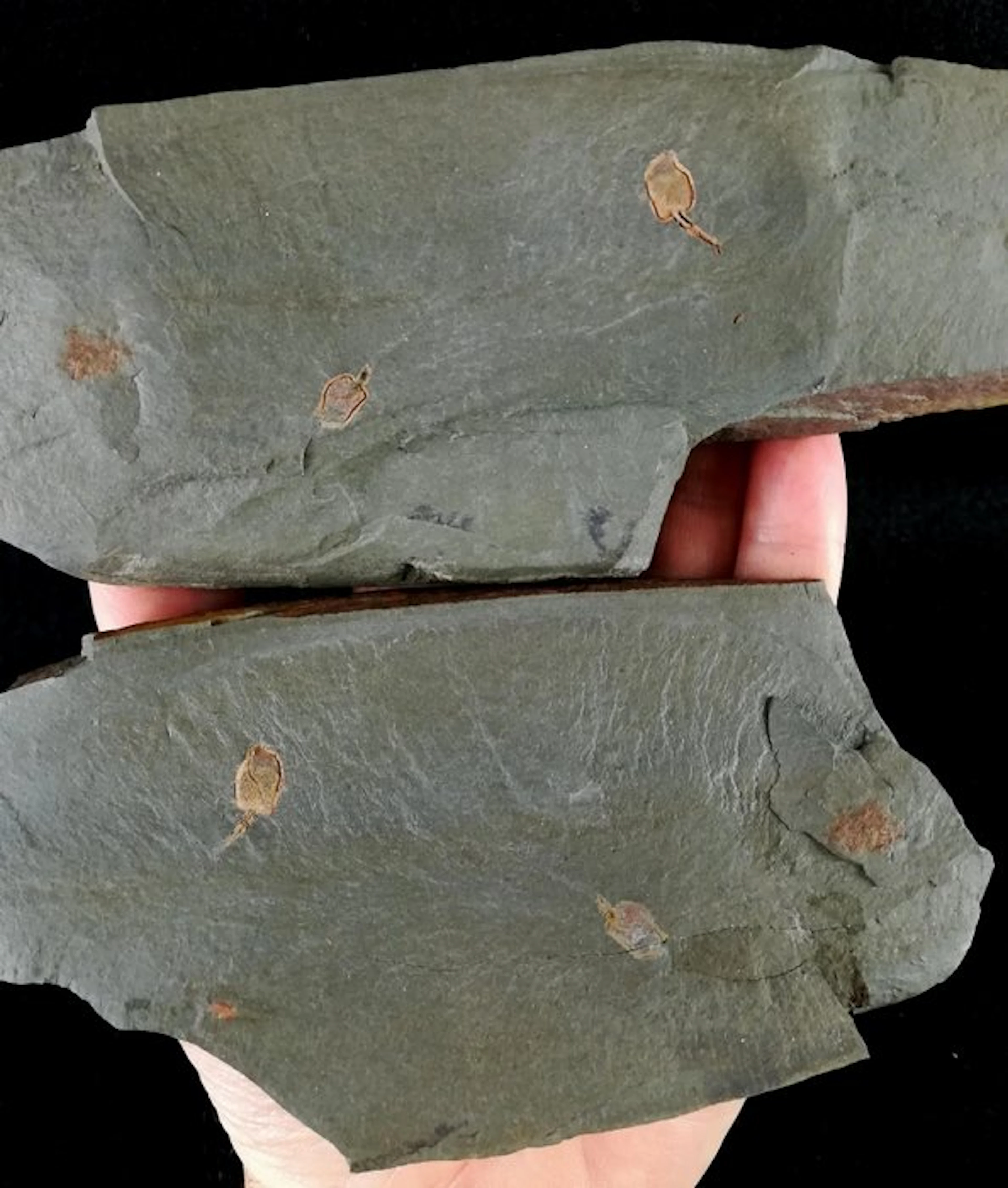 Primitive echinoderm - Stylophora!!! - Fossilised animal...