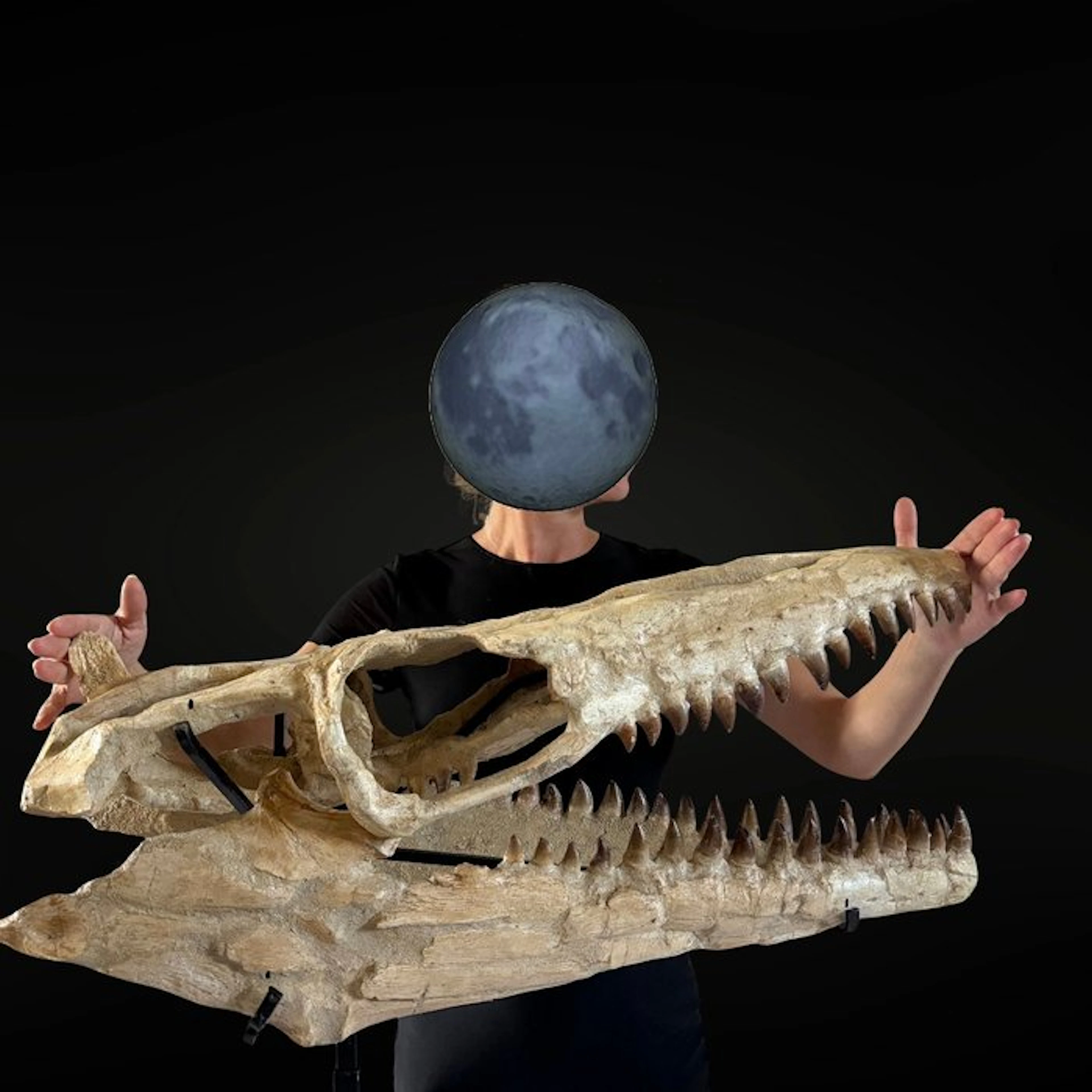 Mosasaur - Fossil skull - Mosasaurus sp. - 58 cm - 76 cm