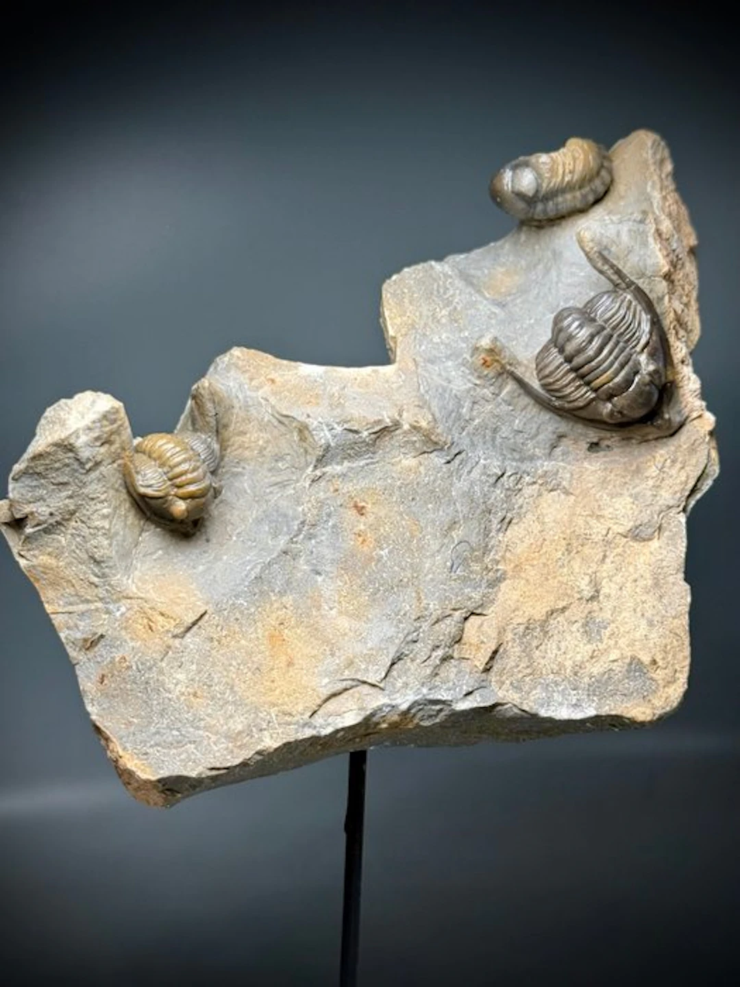 Museum Quality – Natural Association of Three Trilobites...