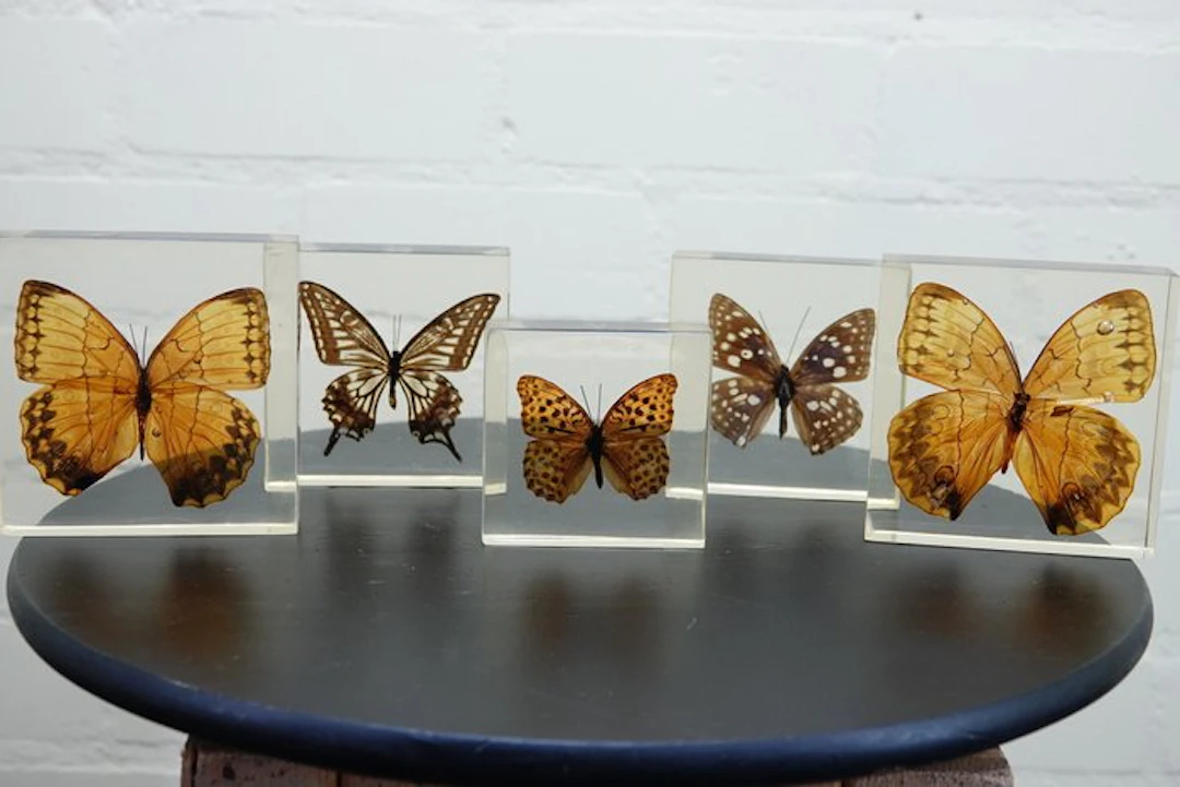 Butterfly in resin Taxidermy wall mount - various...