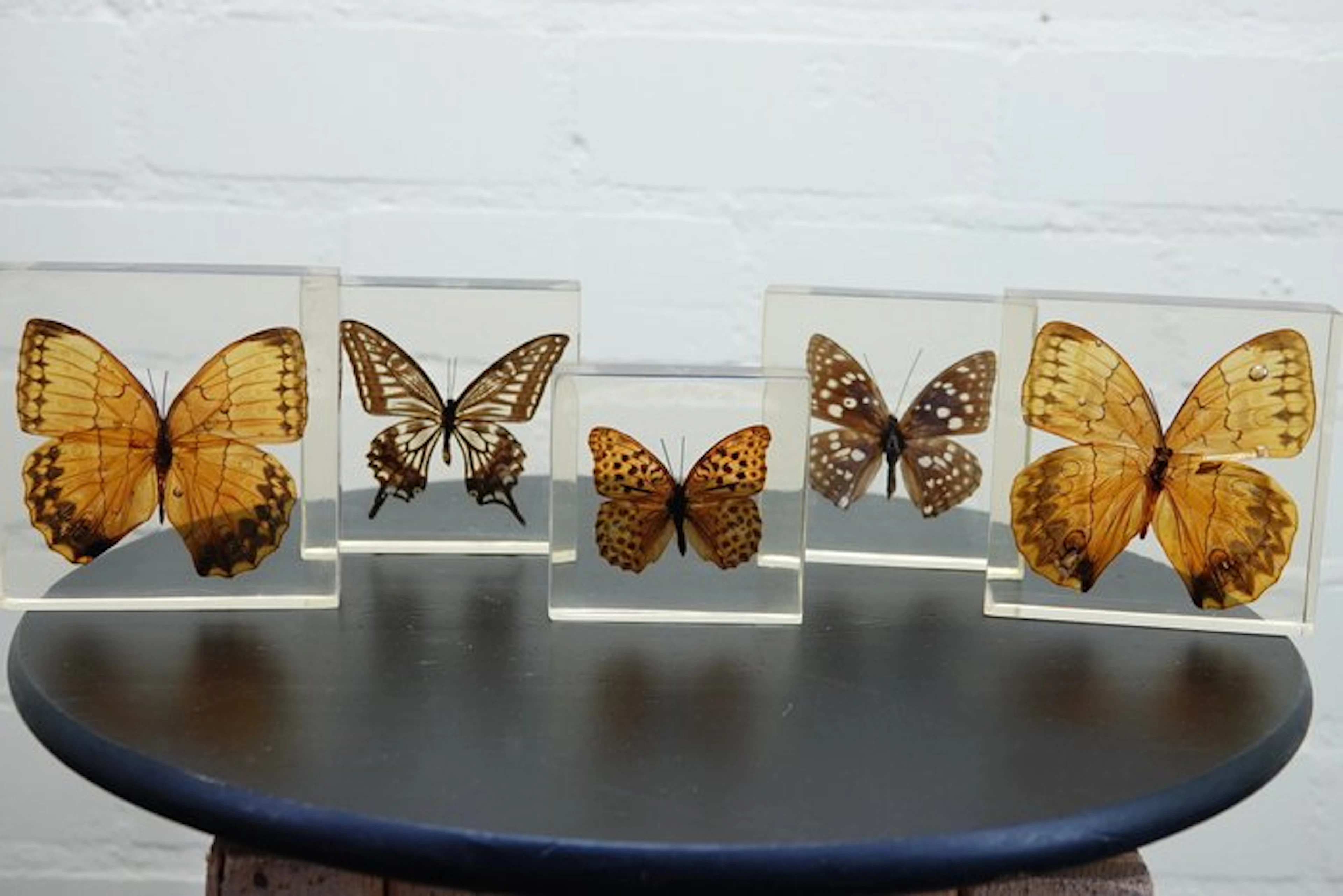 Butterfly in resin Taxidermy wall mount - various...
