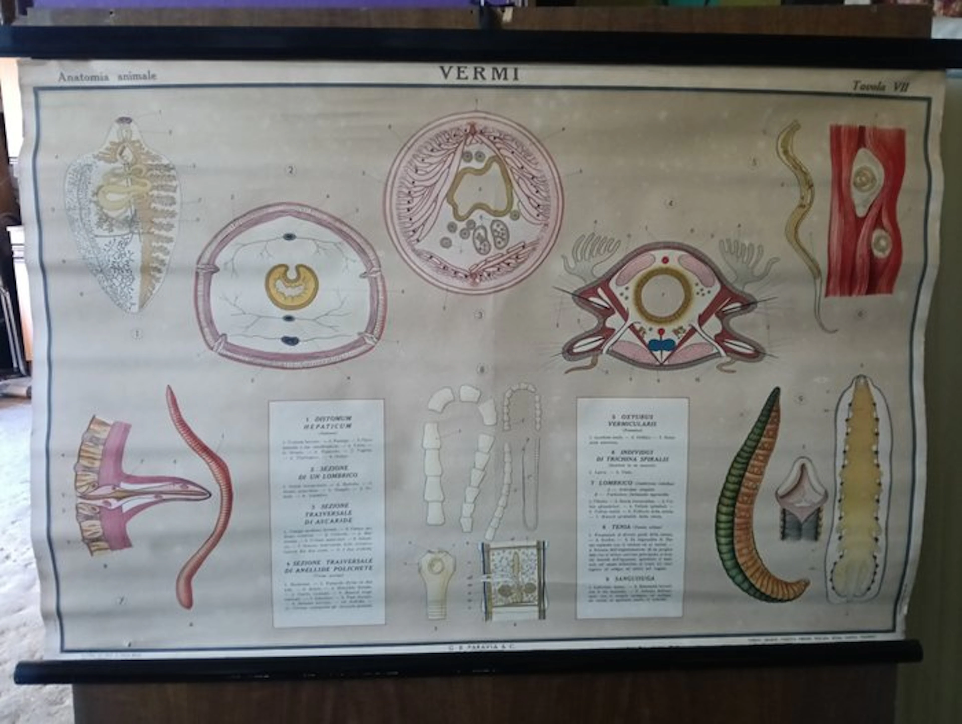 Teaching materials - Linen - 1940-1950 - Anatomy dedicated to worms