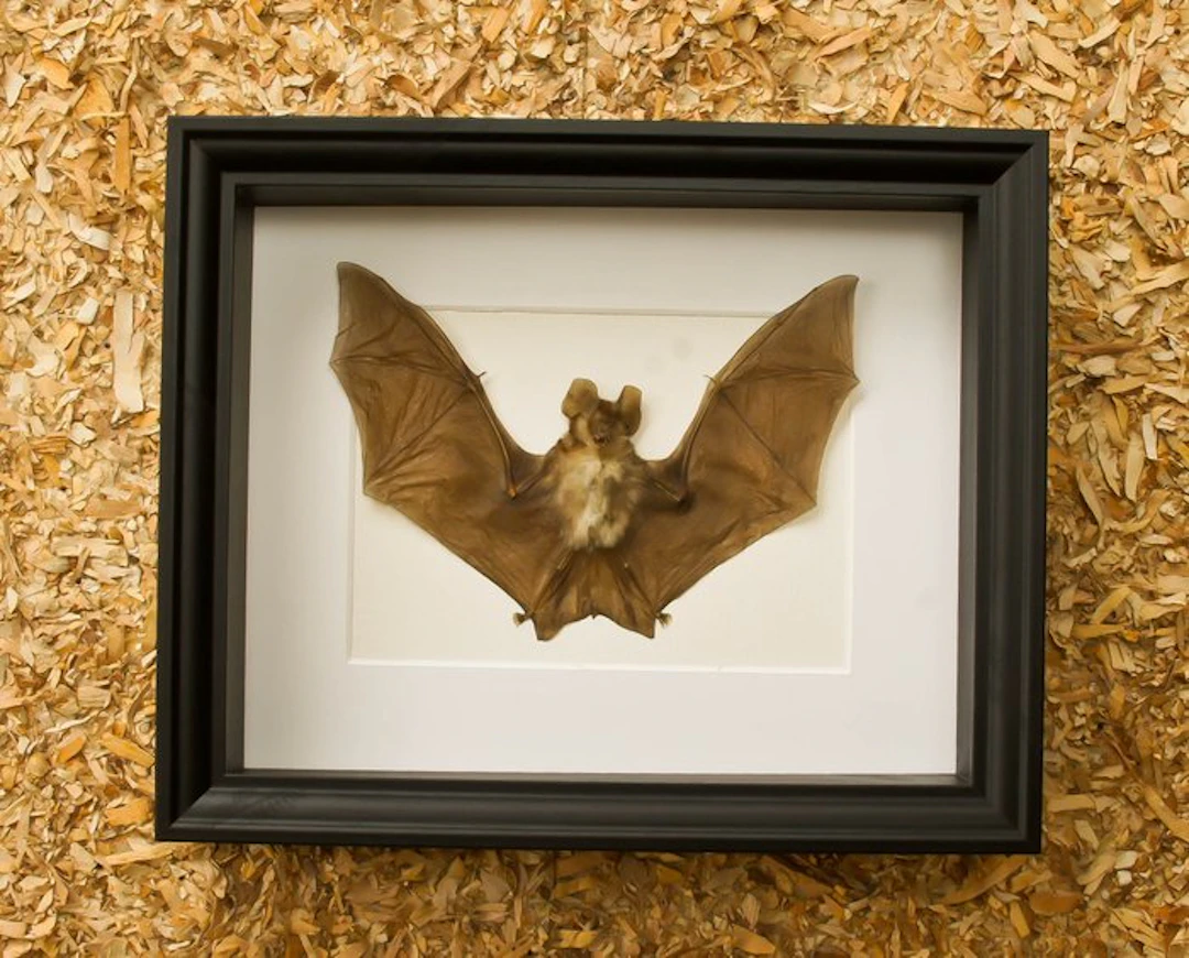 Bat Taxidermy full body mount - Rhinolophus acuminatus...