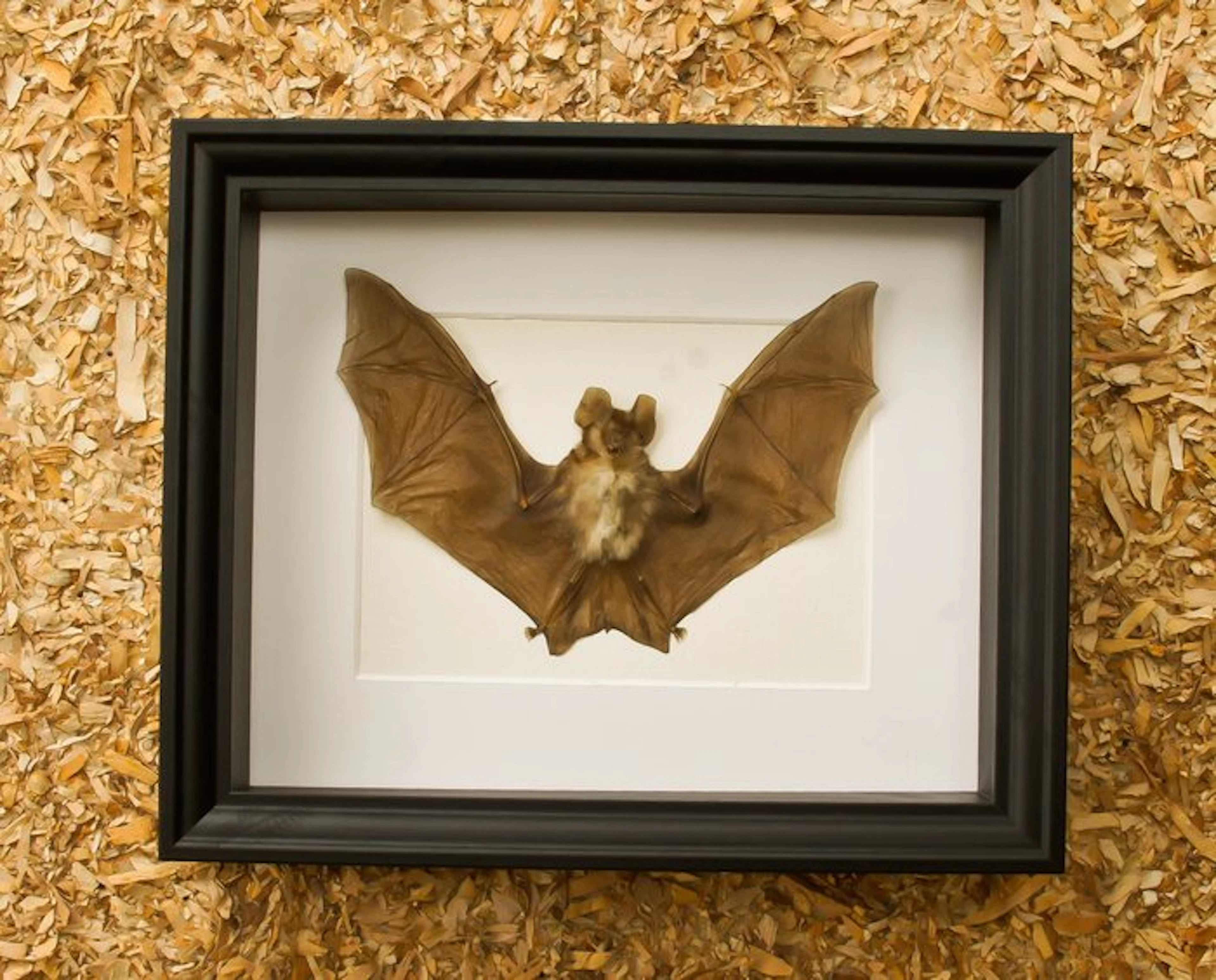 Bat Taxidermy full body mount - Rhinolophus acuminatus...