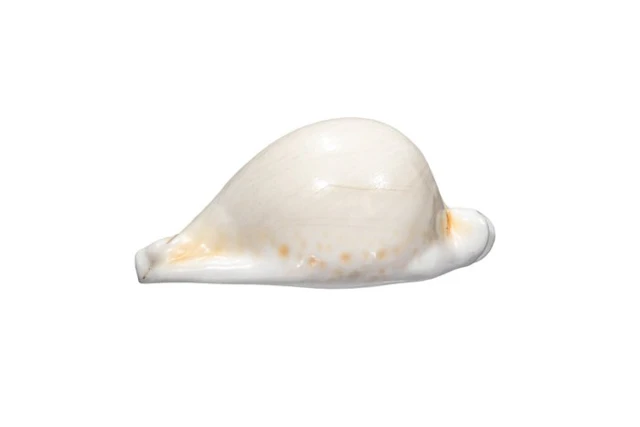 Majestic Elegance: The Cypraea hesitata in gleaming perfection, 10