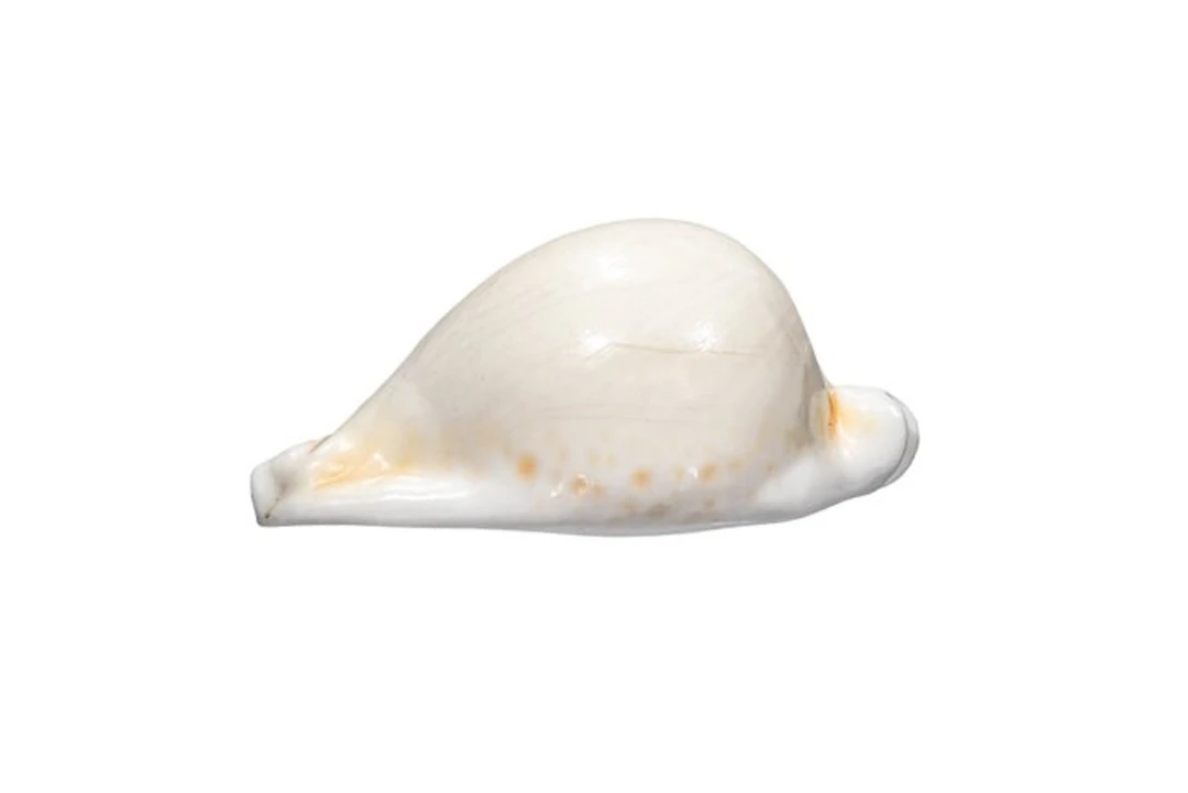Majestic Elegance: The Cypraea hesitata in gleaming perfection, 10