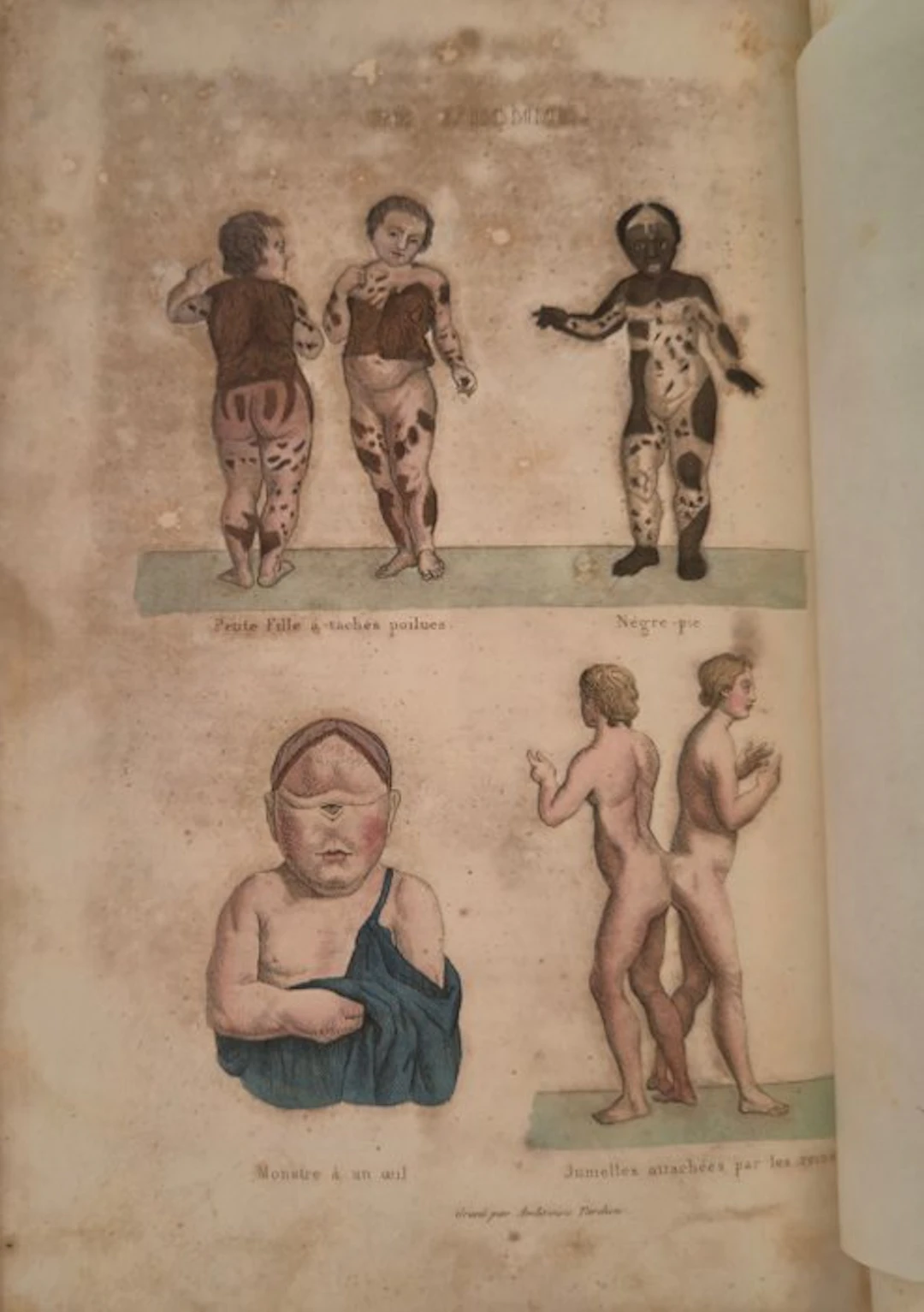 Comte de Buffon / Daubenton & Cuvier - Œuvres Complètes de Buffon - 1842