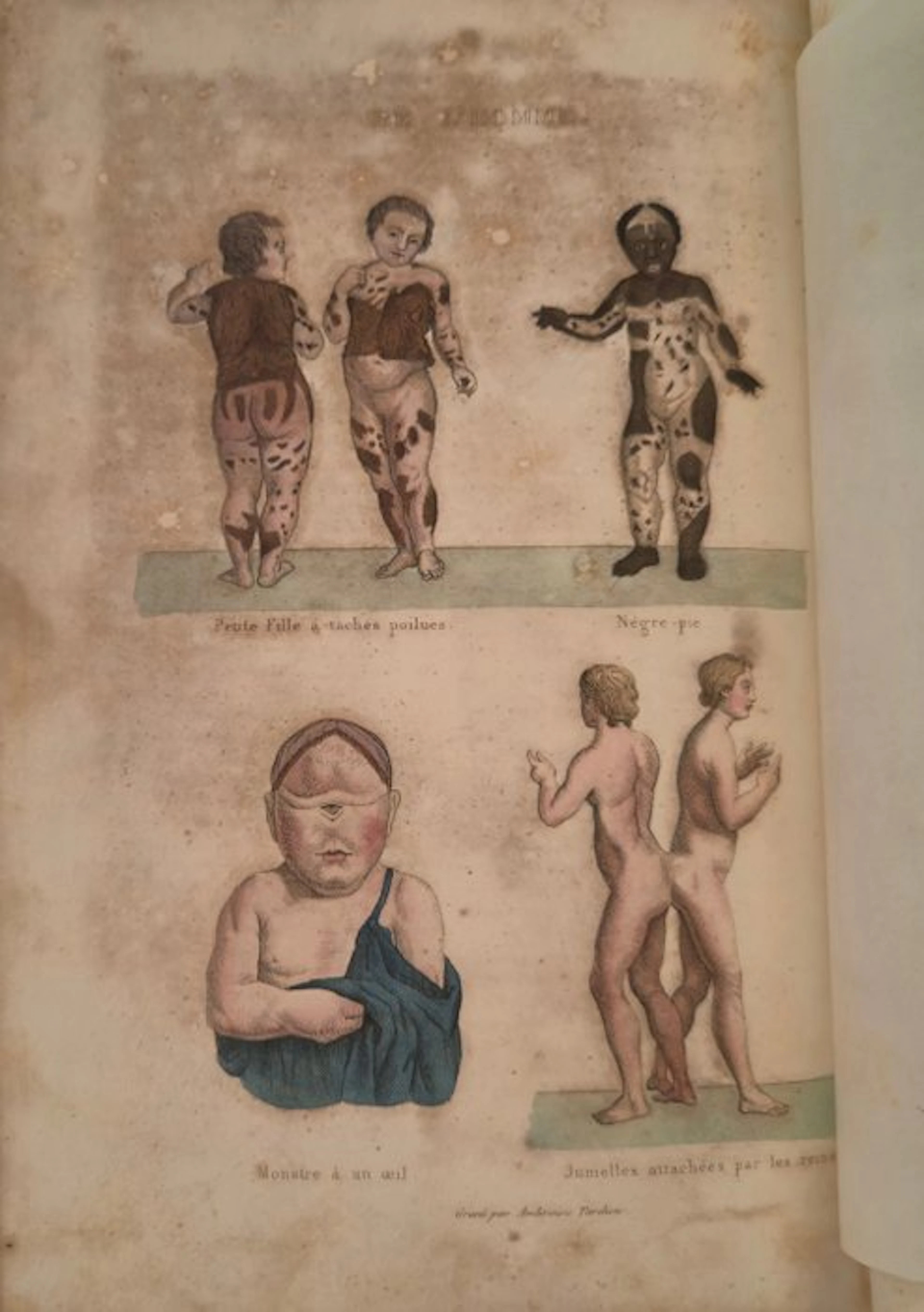 Comte de Buffon / Daubenton & Cuvier - Œuvres Complètes de Buffon - 1842