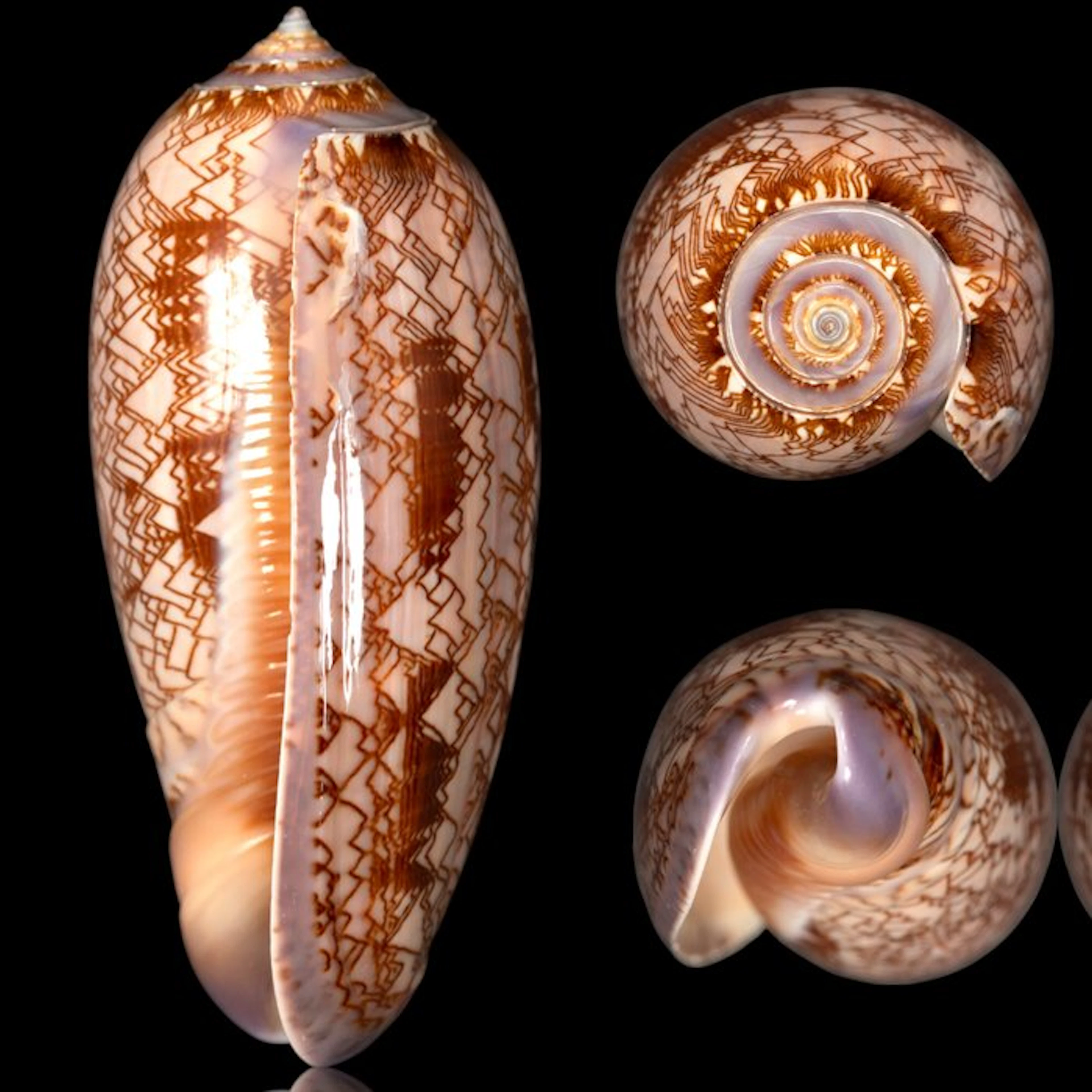 Collectible Specimen - Marine Sea Shell From Mexico - Sea...