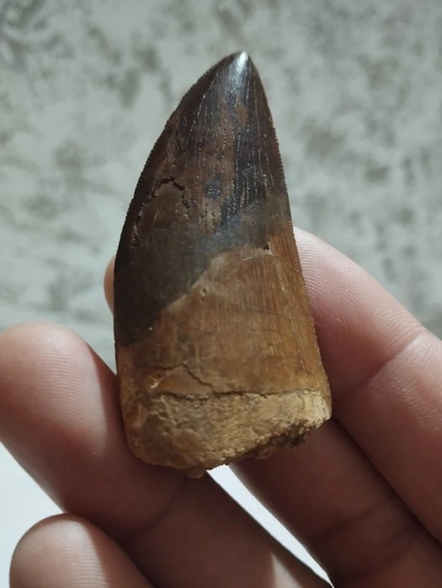 Carcharodontosaur - Fossil tooth - 6.2 cm - 3 cm
