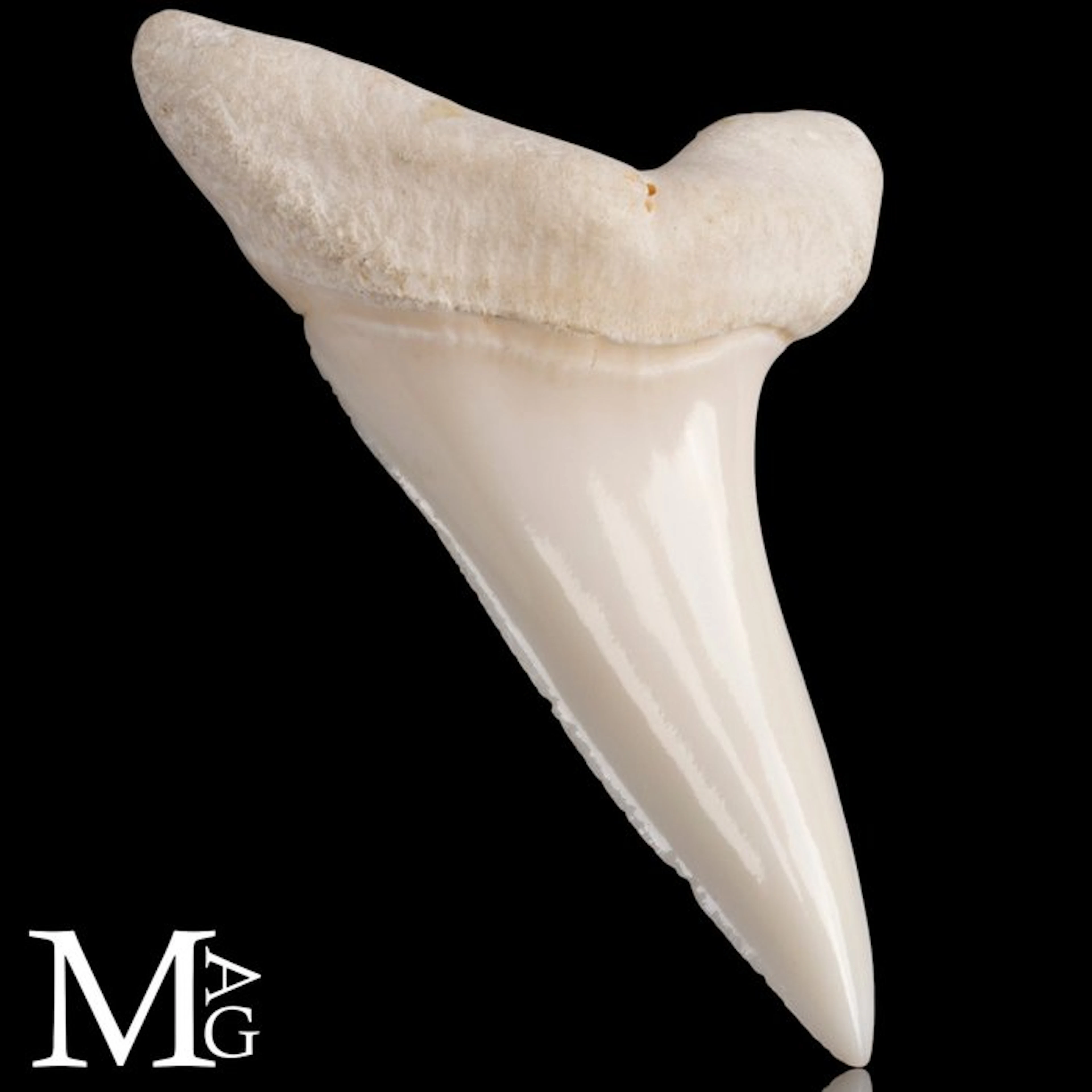 Genuine Isurus Oxyrinchus Anterior Tooth - Mako shark...