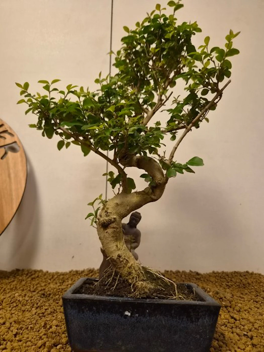 Privet bonsai (Ligustrum) - Height (Tree): 43 cm - Depth (Tree): 23