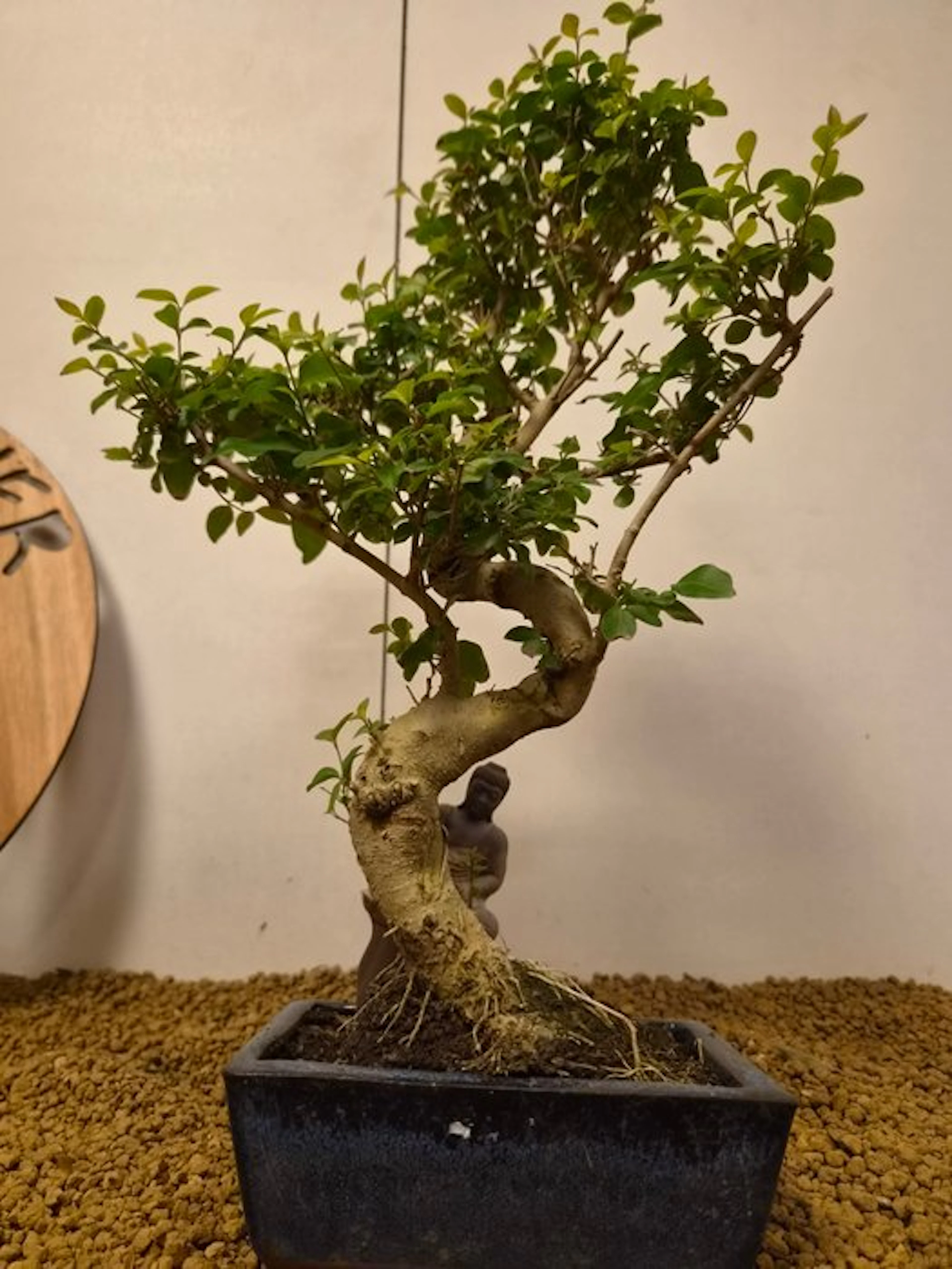 Privet bonsai (Ligustrum) - Height (Tree): 43 cm - Depth (Tree): 23
