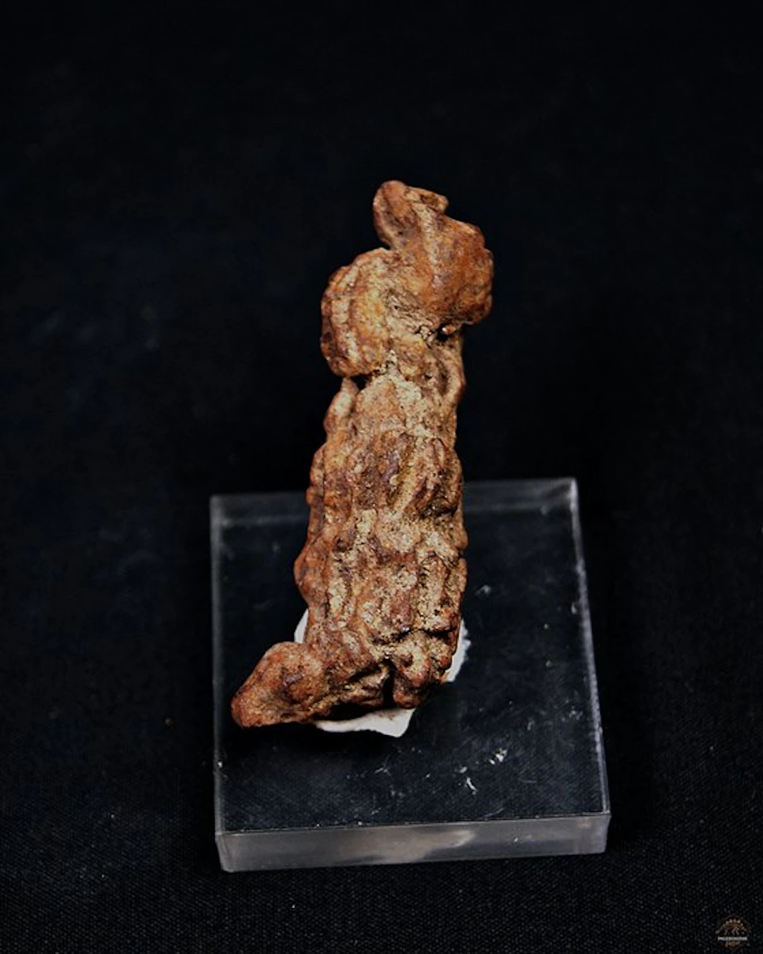 Fossil feces - Fossilised animal - Coprolite (No reserve price)