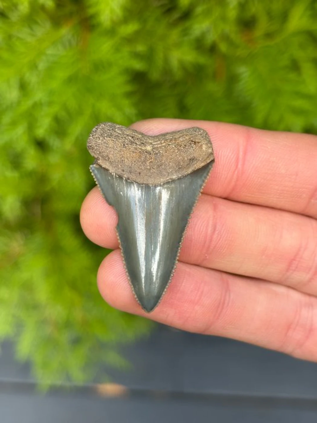 Shark - Fossil tooth - Carcharodon Carcharias - 4.58 cm