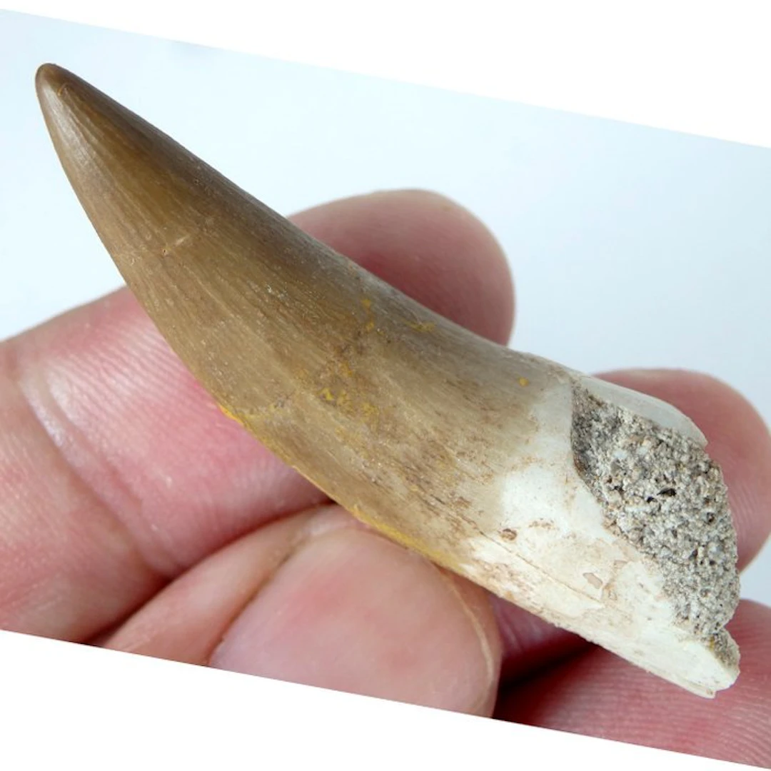 Marine reptile - Fossil tooth - Zafarasaura oceanis - 5.7...