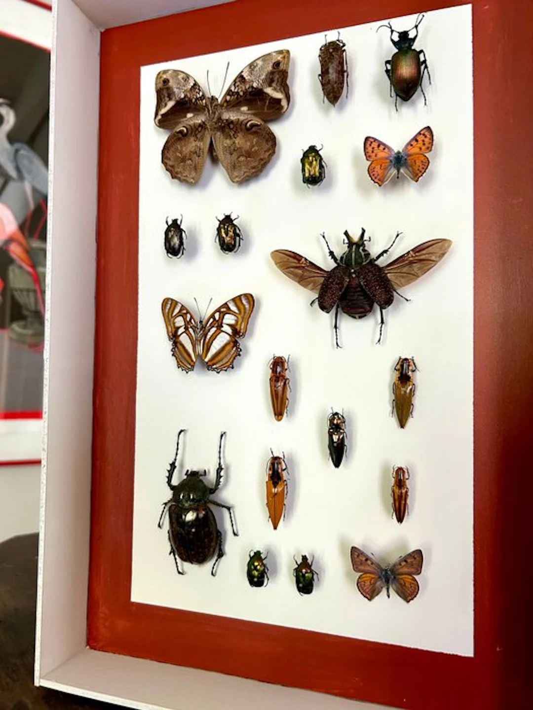 Butterfly Taxidermy full body mount - Lepidoptera - 39 cm...