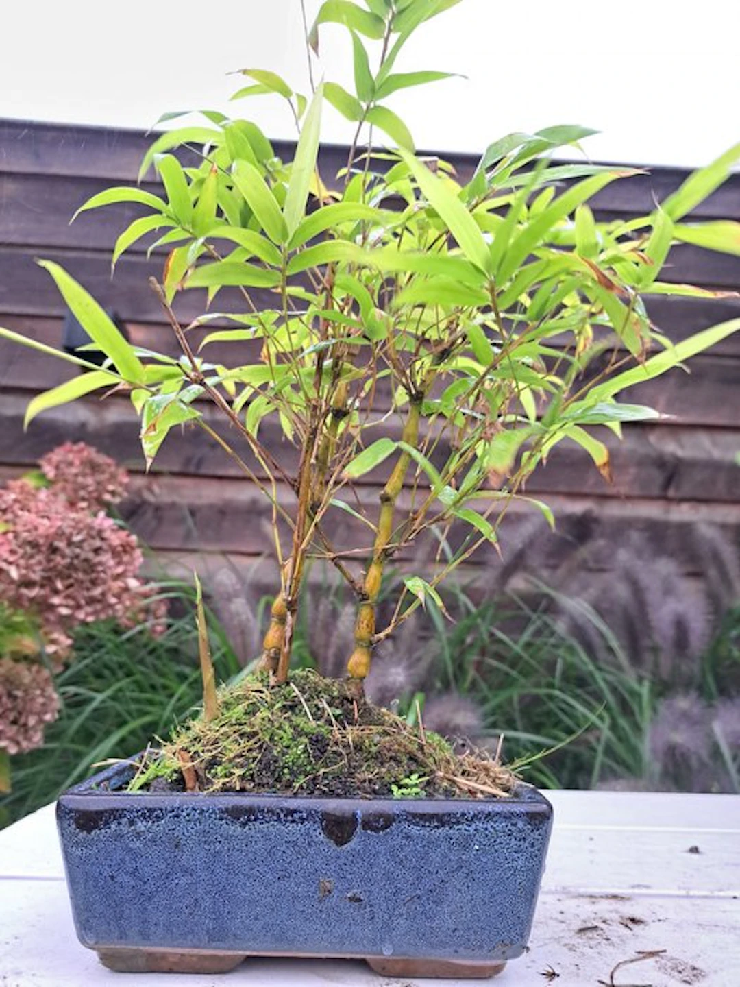 Buddha's Belly Bamboo (Bambusa ventricosa) bonsai...