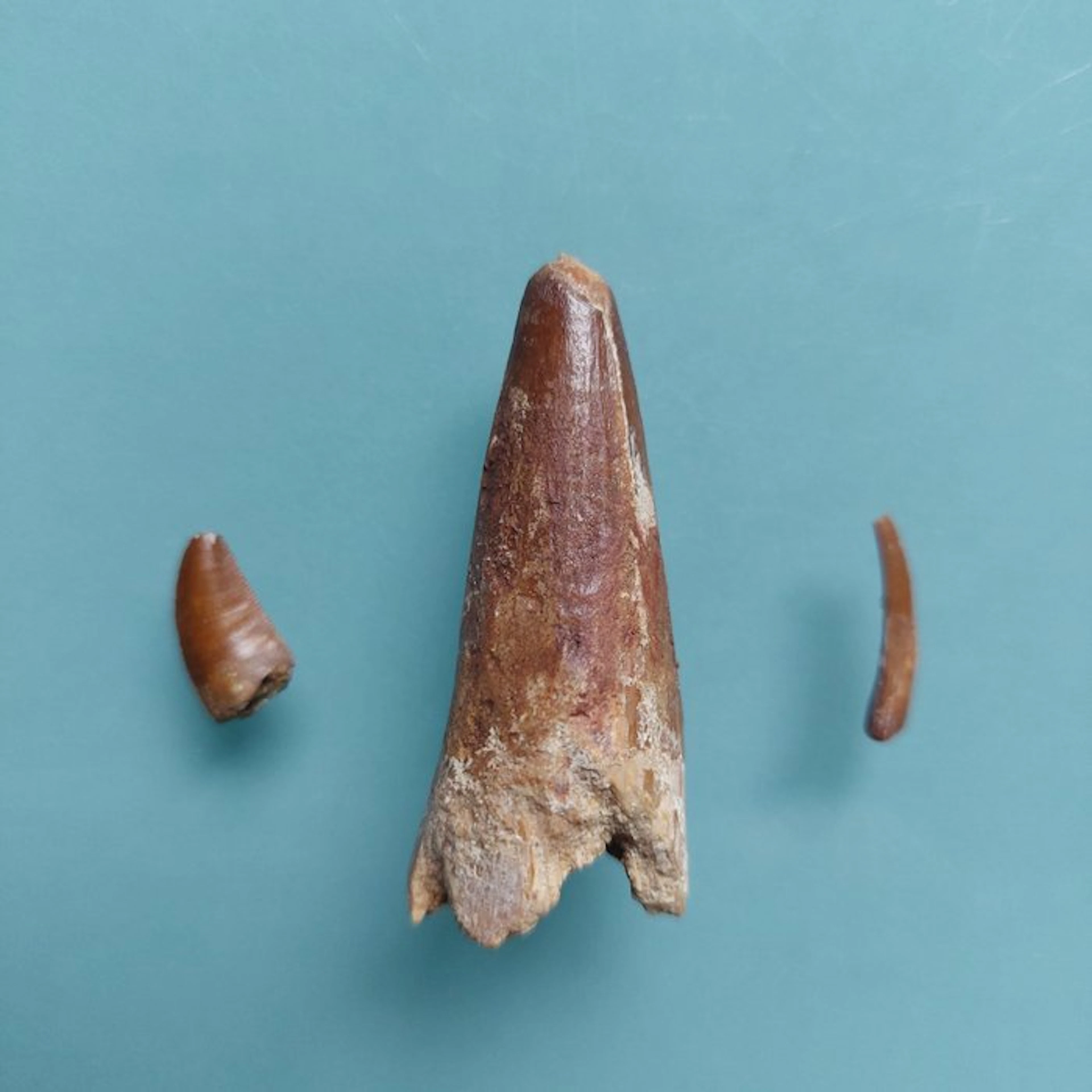 Dinosaur - Fossil tooth - Abelisaurus