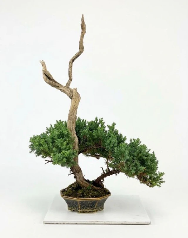 Juniper bonsai (Juniperus) - Height (Tree): 39 cm - Depth (Tree): 30 cm - Japan